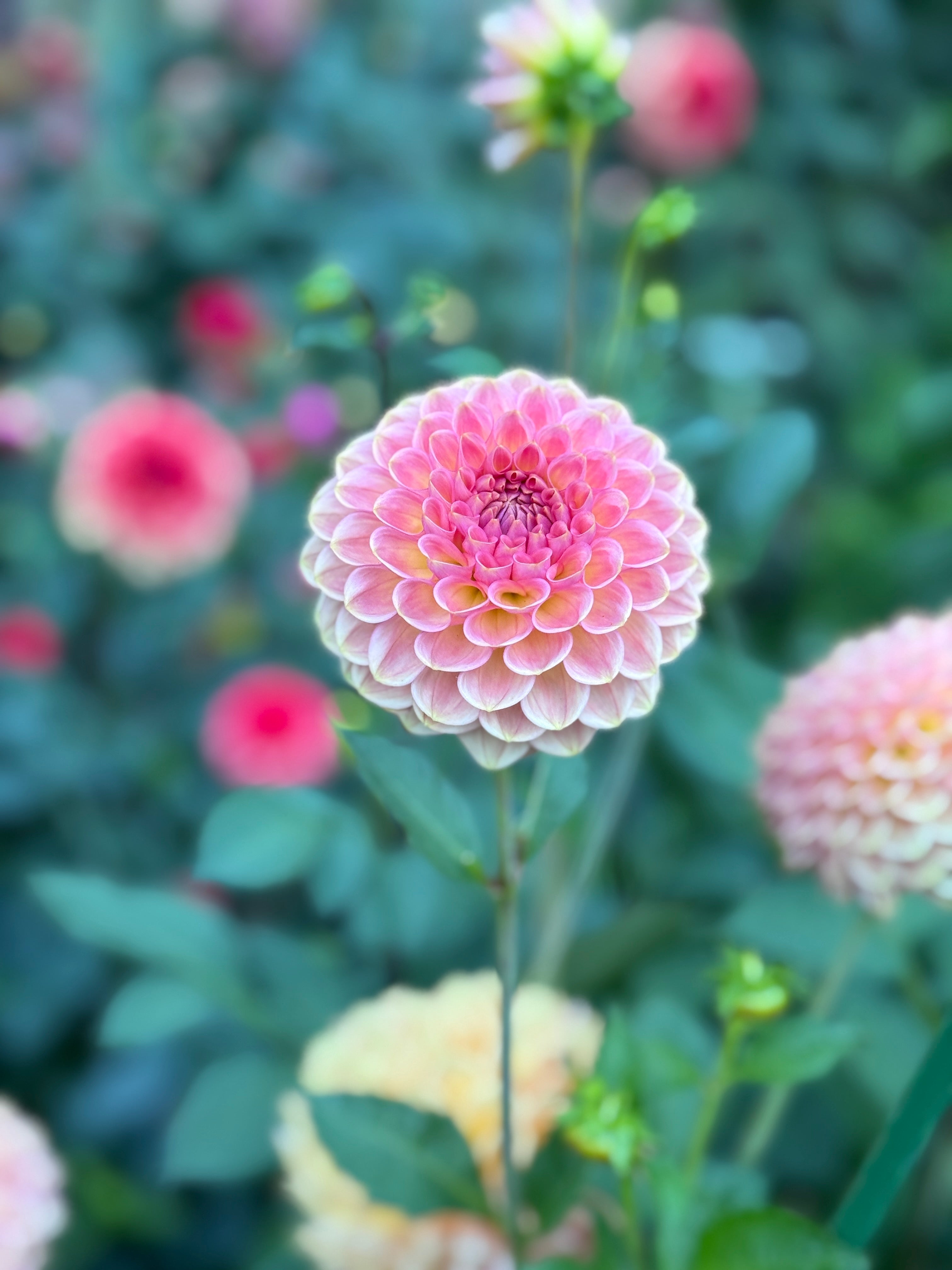 20th Ave Softer Peach