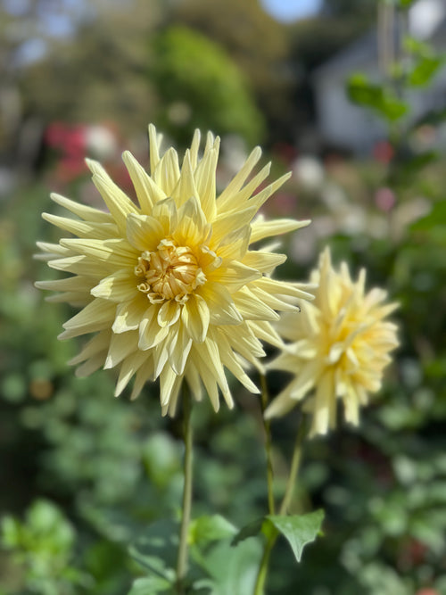 Two AC Moonwalk Dahlia flowers with long stems on a green plant.