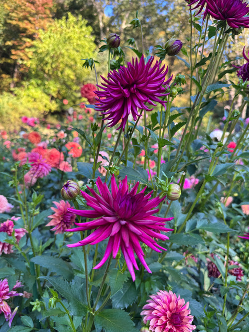 Magenta flowers of BQ Azores Dahlia shown in the garden on a tall green plant with other dahlias and trees in the background