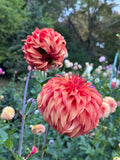 Two orange BQ Jean Flowers on a dahlia plant with multicolored dahlias in the garden background