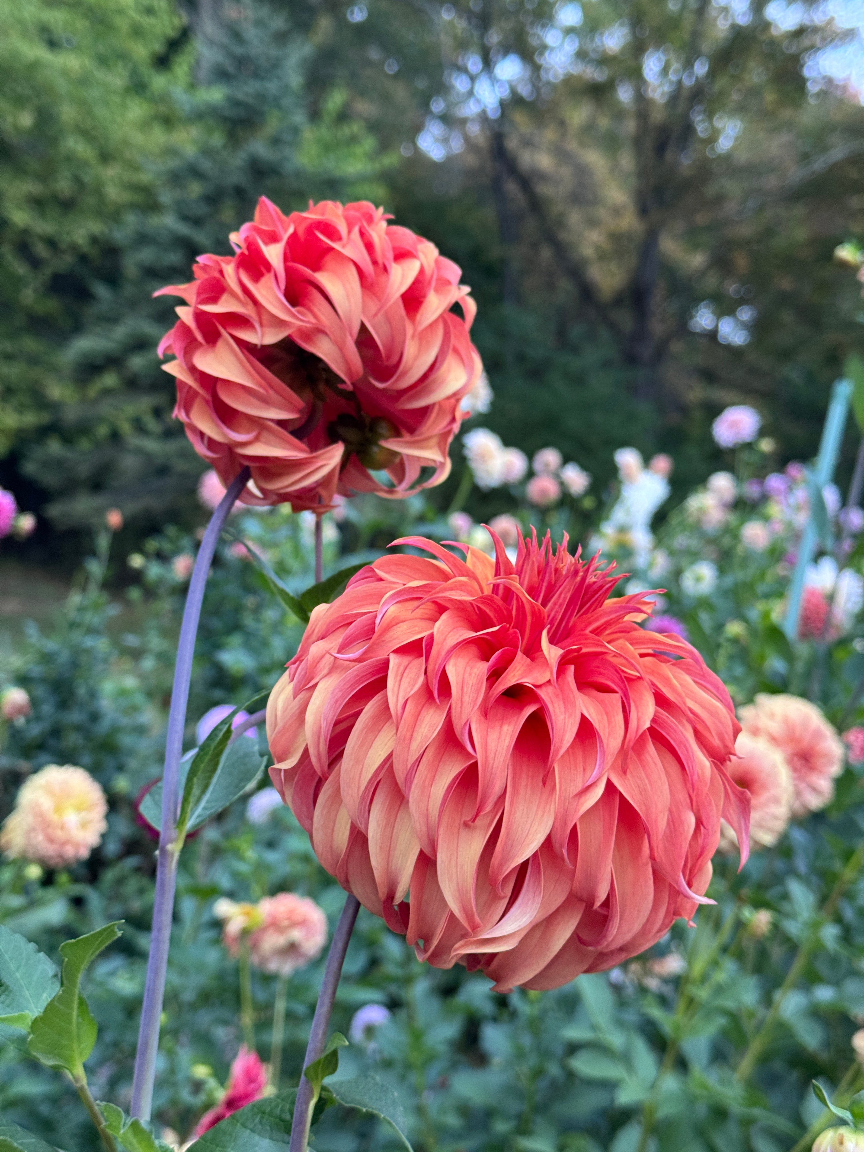 Two orange BQ Jean Flowers on a dahlia plant with multicolored dahlias in the garden background