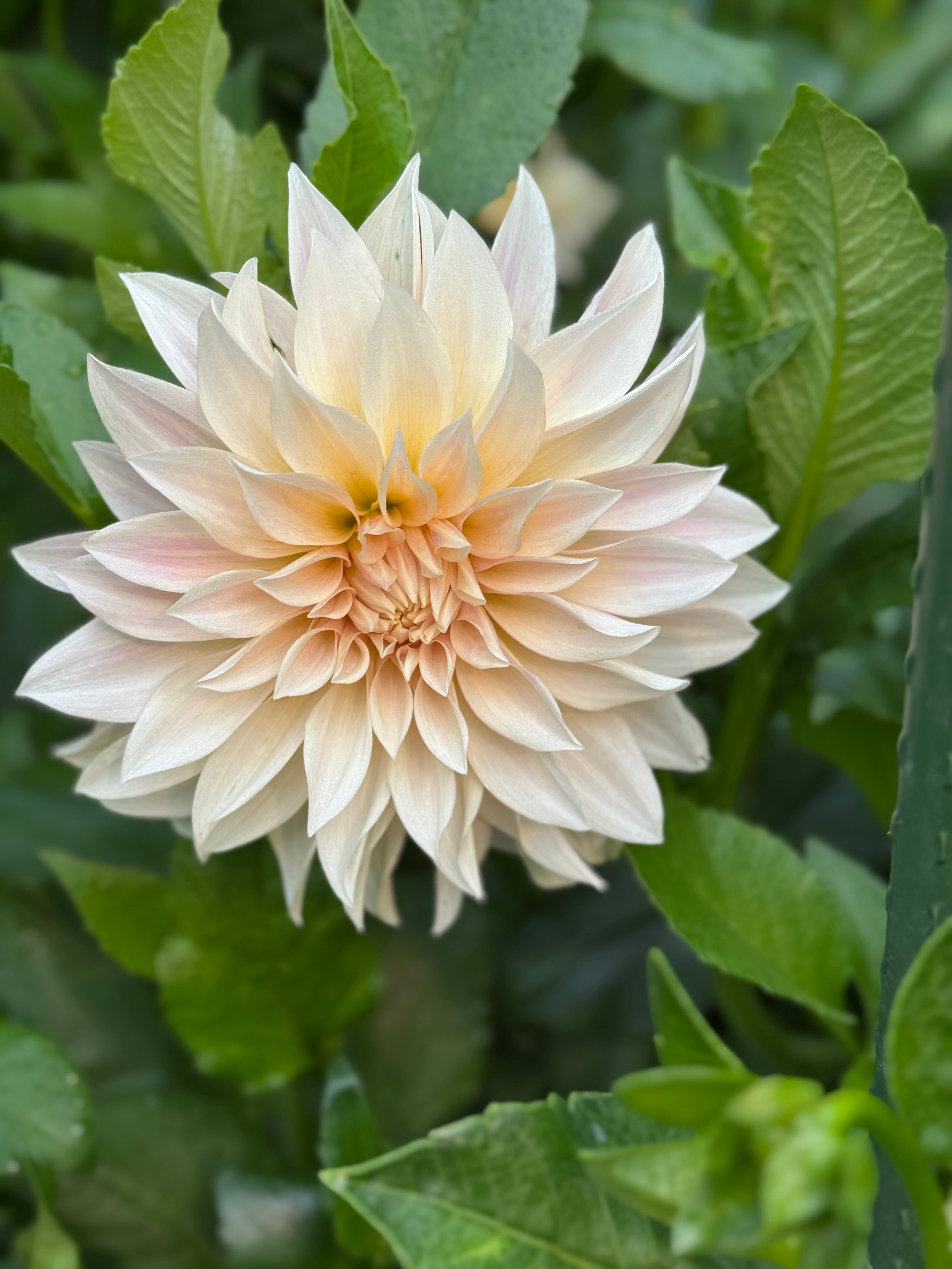 Cafe au Lait (aka. CAL)