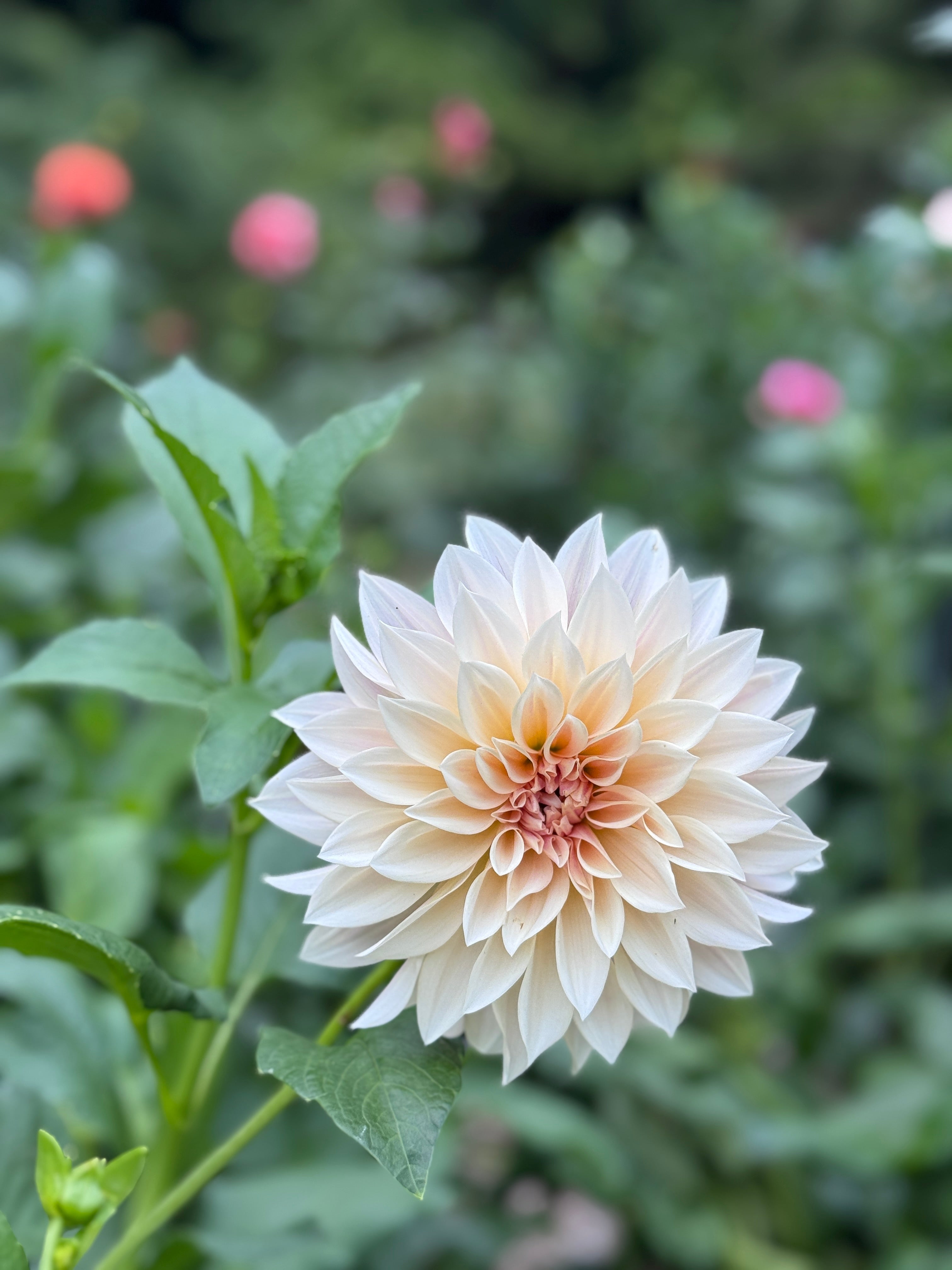 Cafe au Lait (aka. CAL)