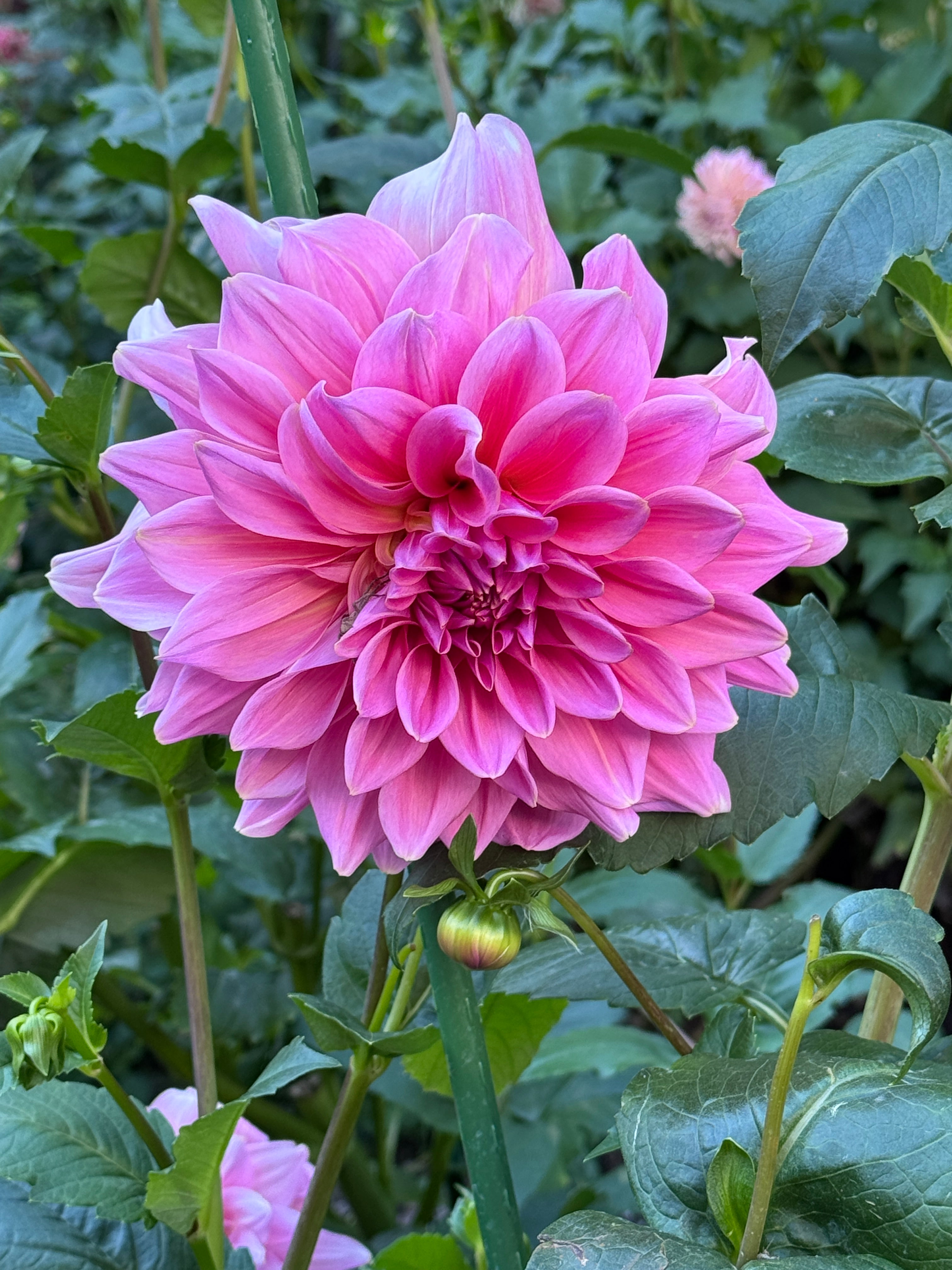 CAL Rose