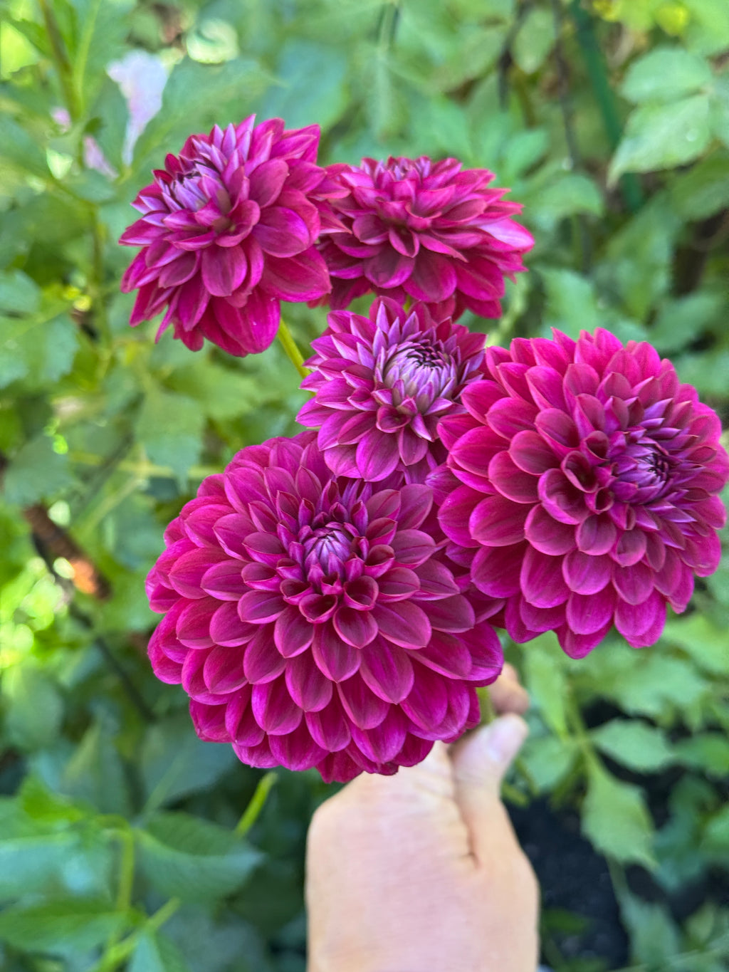 CDP Floriferous