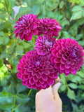 CDP Floriferous