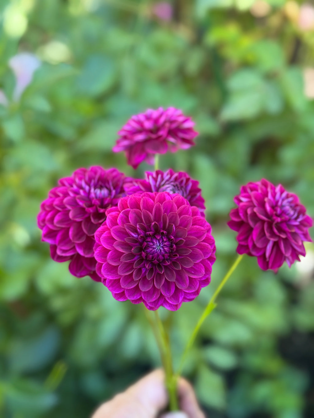 CDP Floriferous