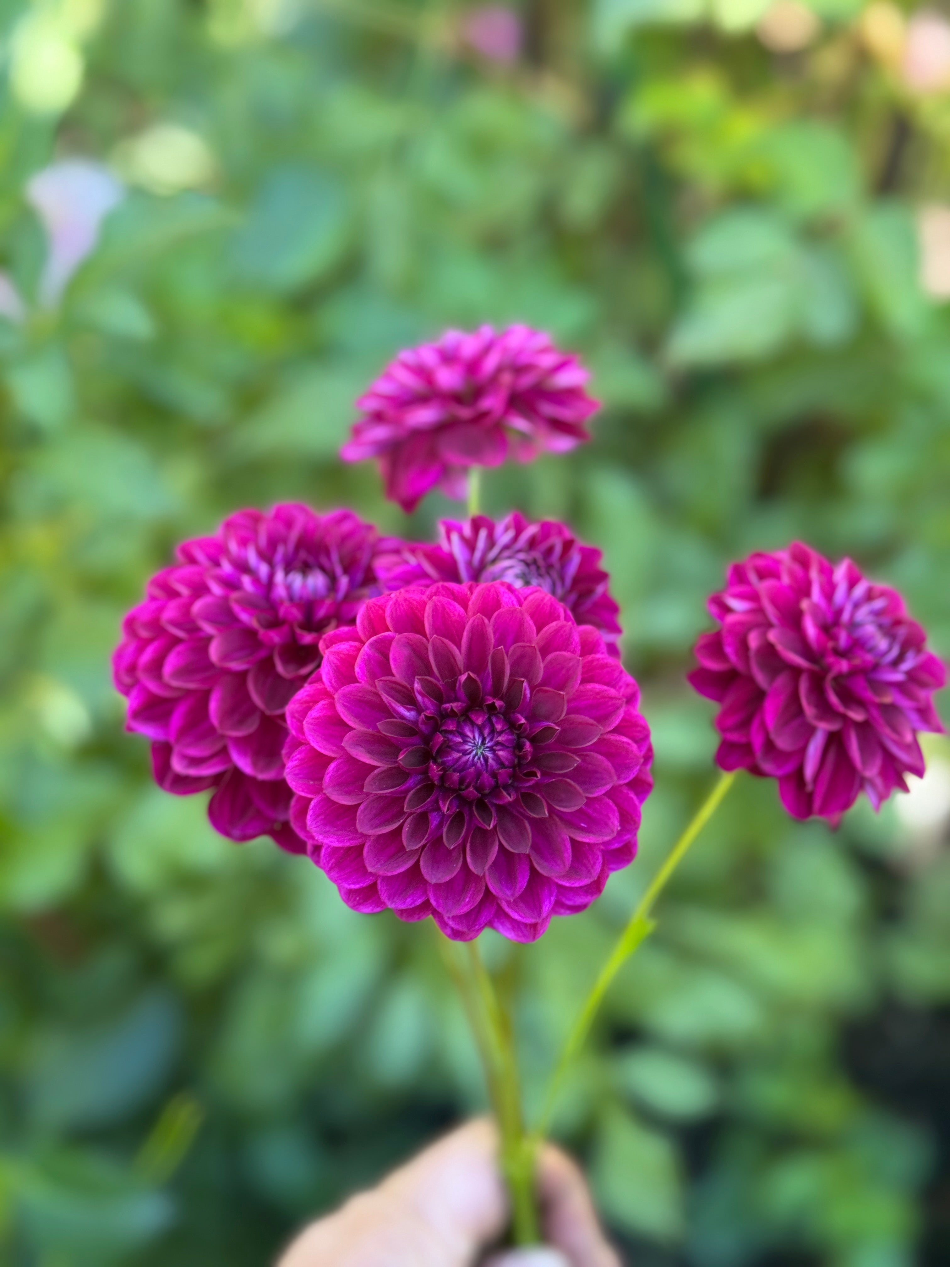 CDP Floriferous