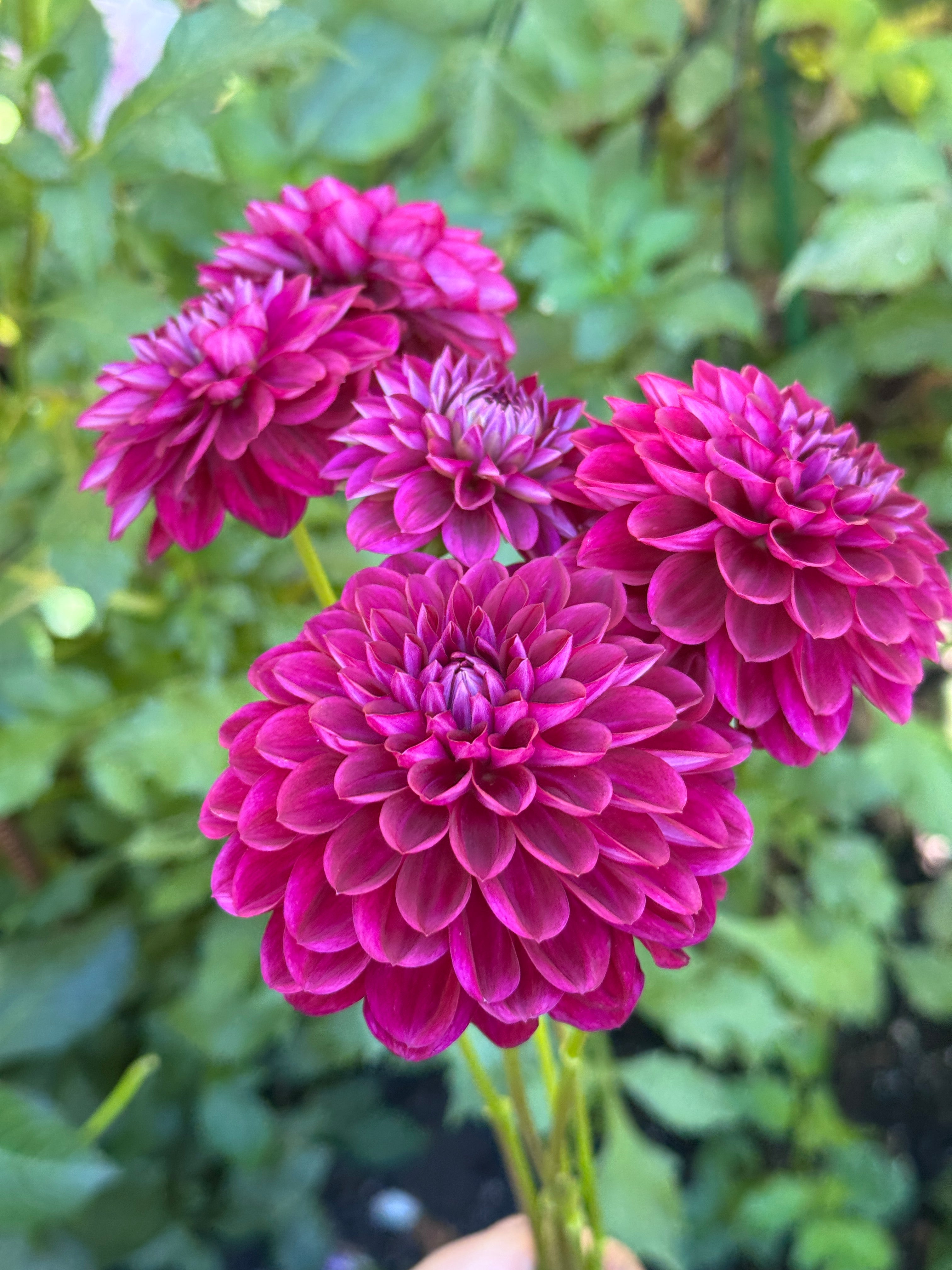 CDP Floriferous