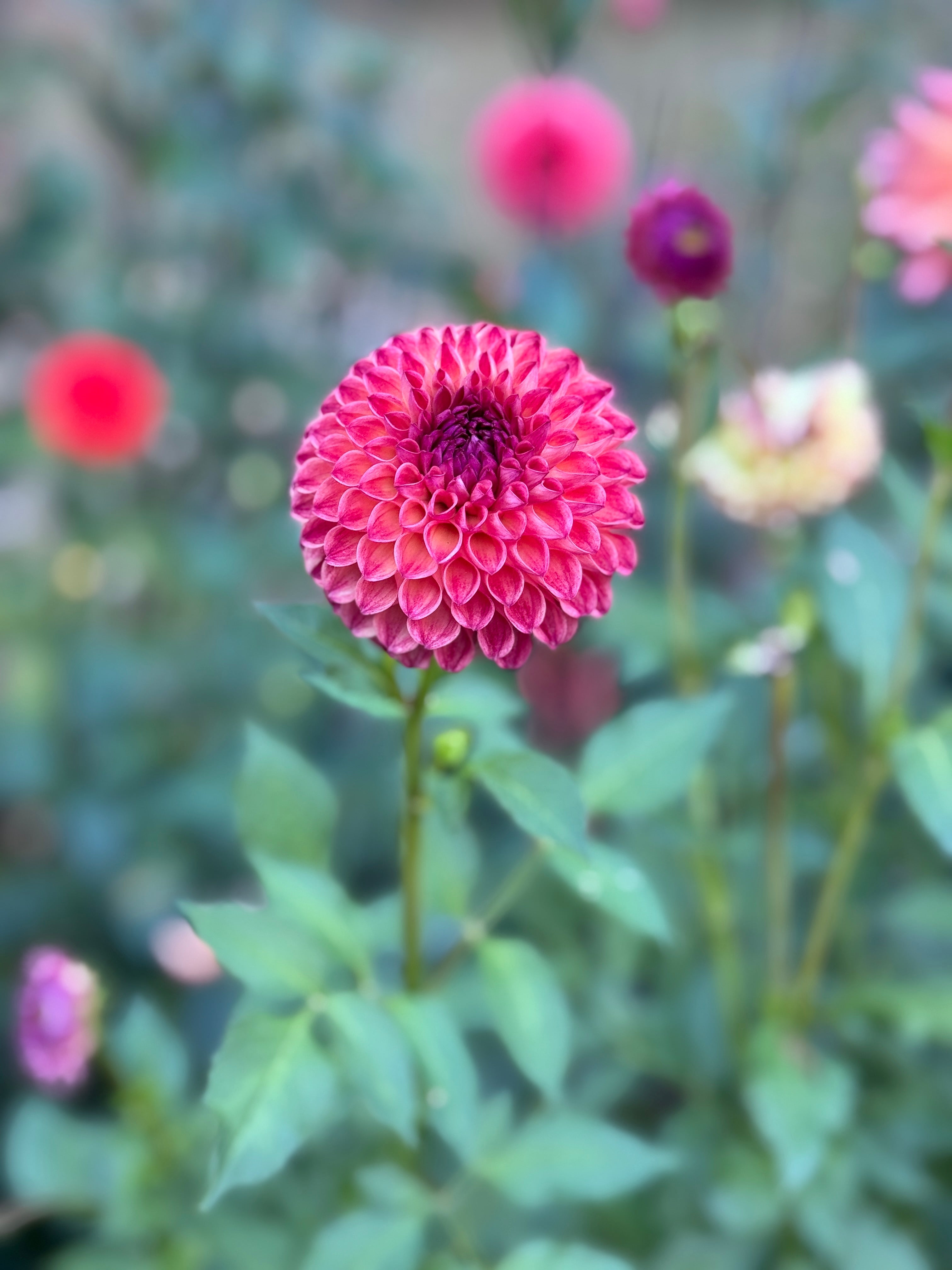 Camano Mordor Dahlia flower in raspberry tones on a green plant
