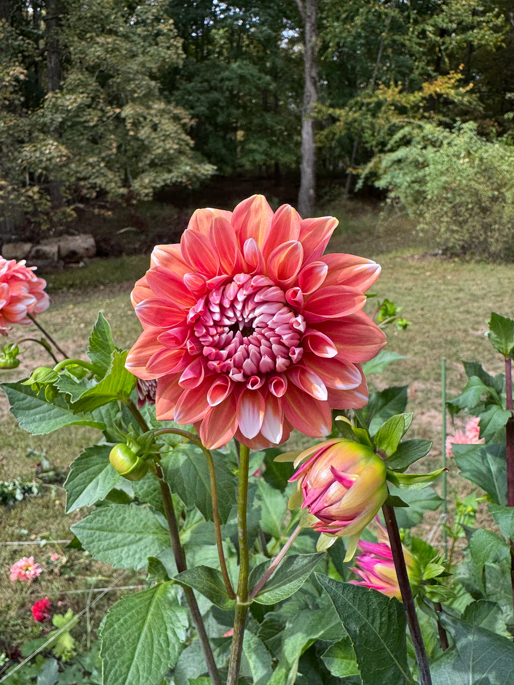 Connecticut Coral