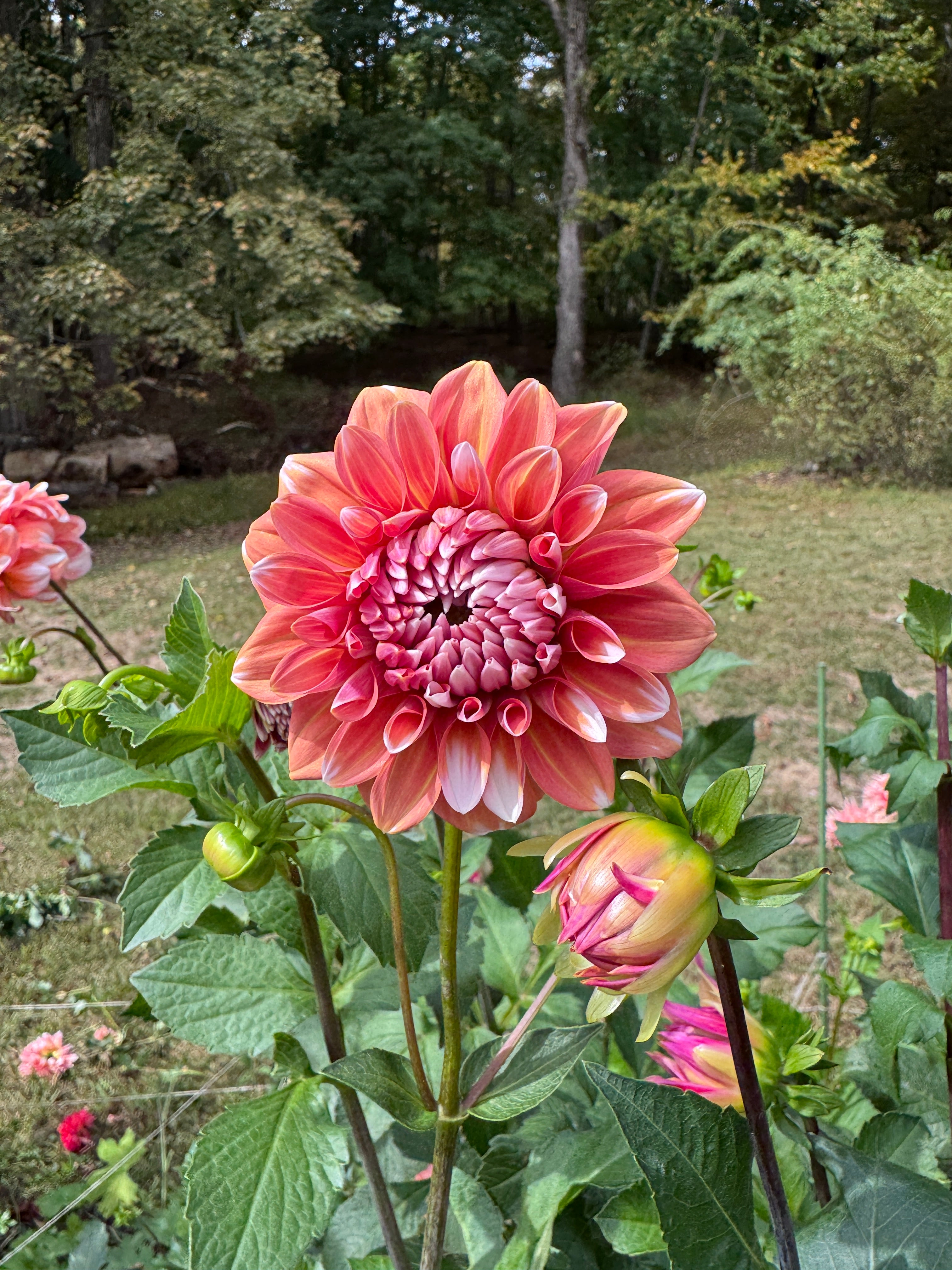Connecticut Coral