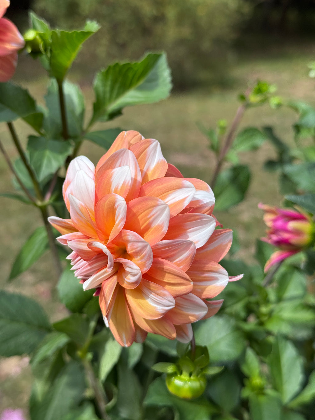 Connecticut Coral