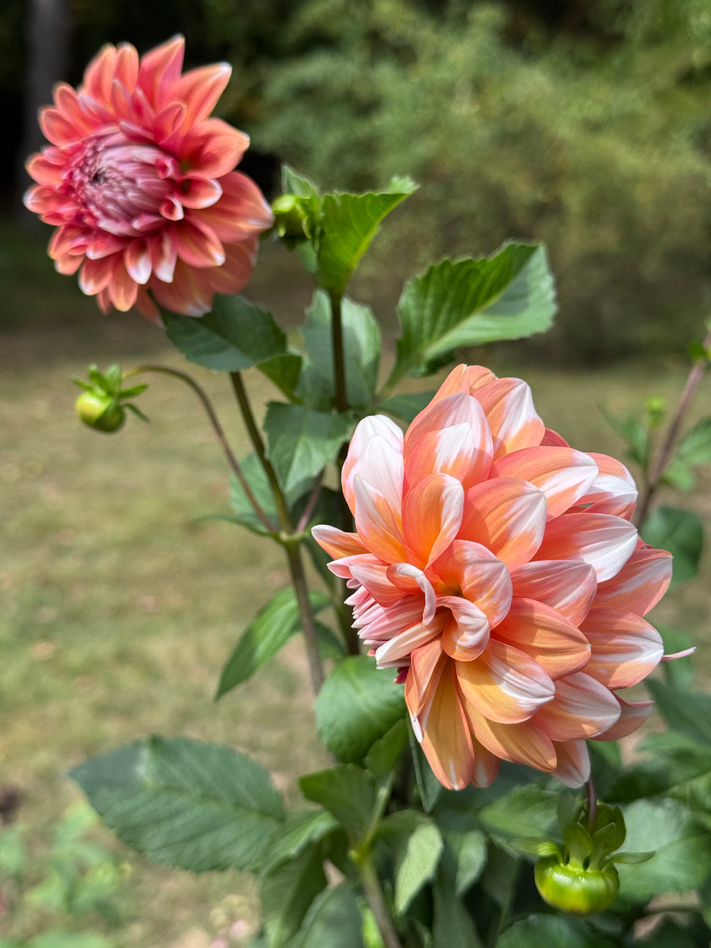 2 orange and white Connecticut Coral dahlia flowers on the plant, with a blurrred background of green grass.