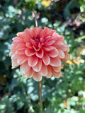 Ferncliff Copper