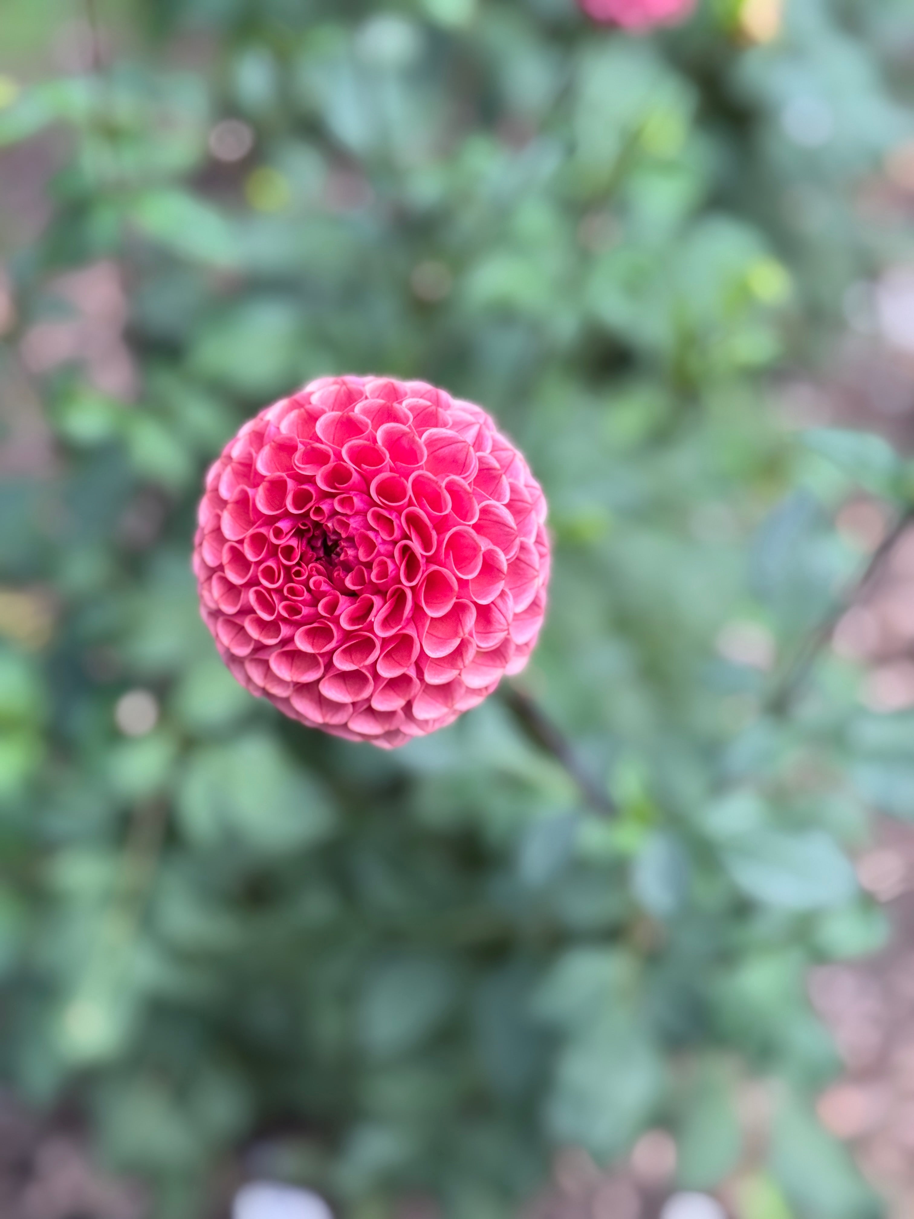 Ferncliff Rusty
