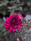 Holly Hill Black Beauty Dahlia on a dark foliaged plant