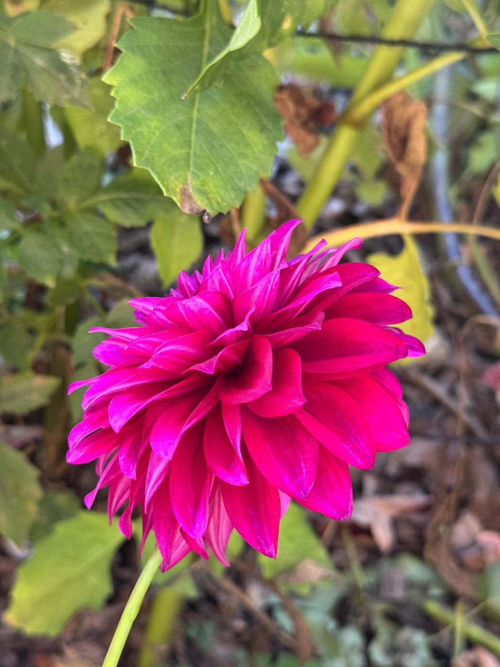 Hello Dahlia