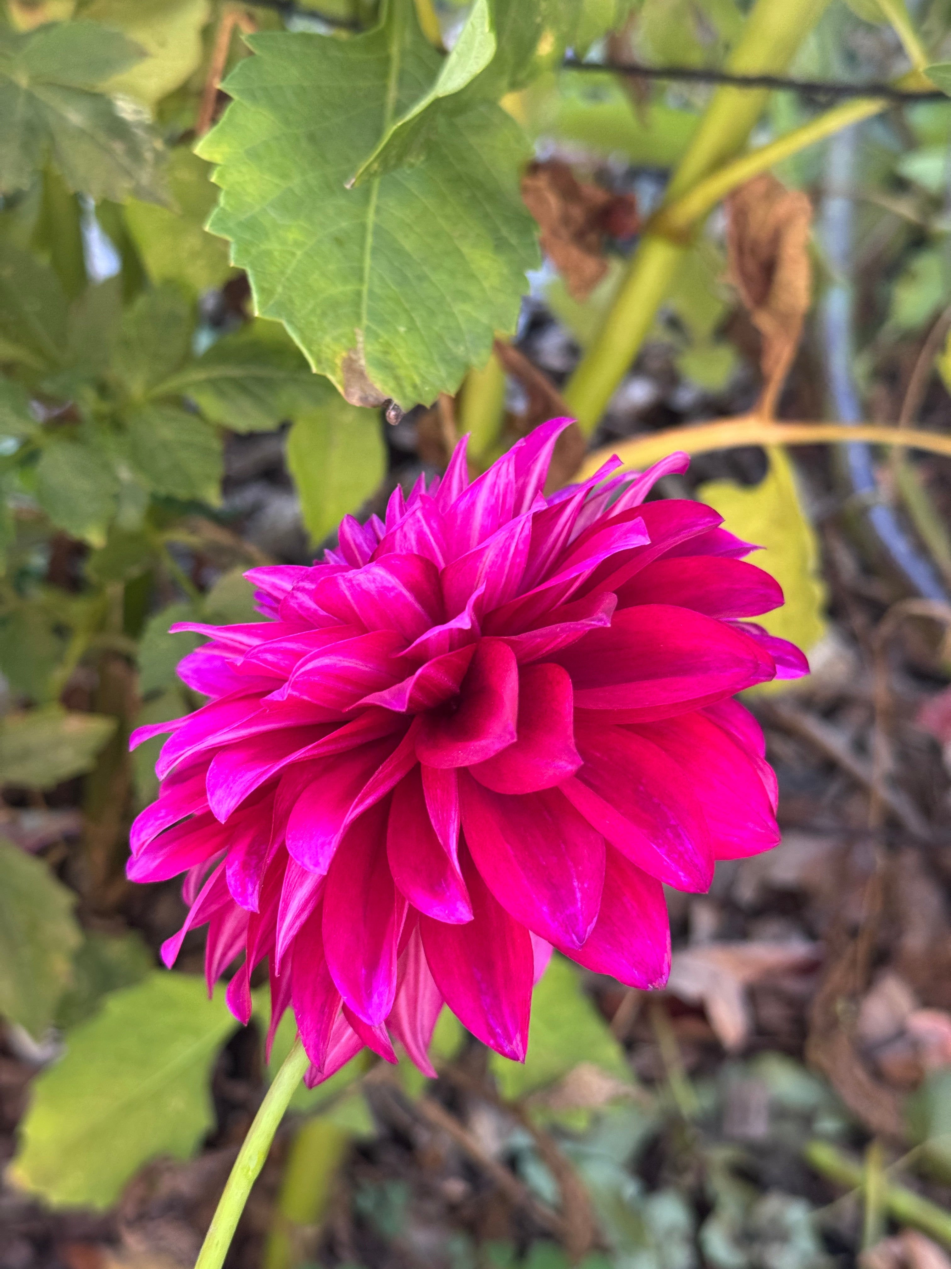 Hello Dahlia