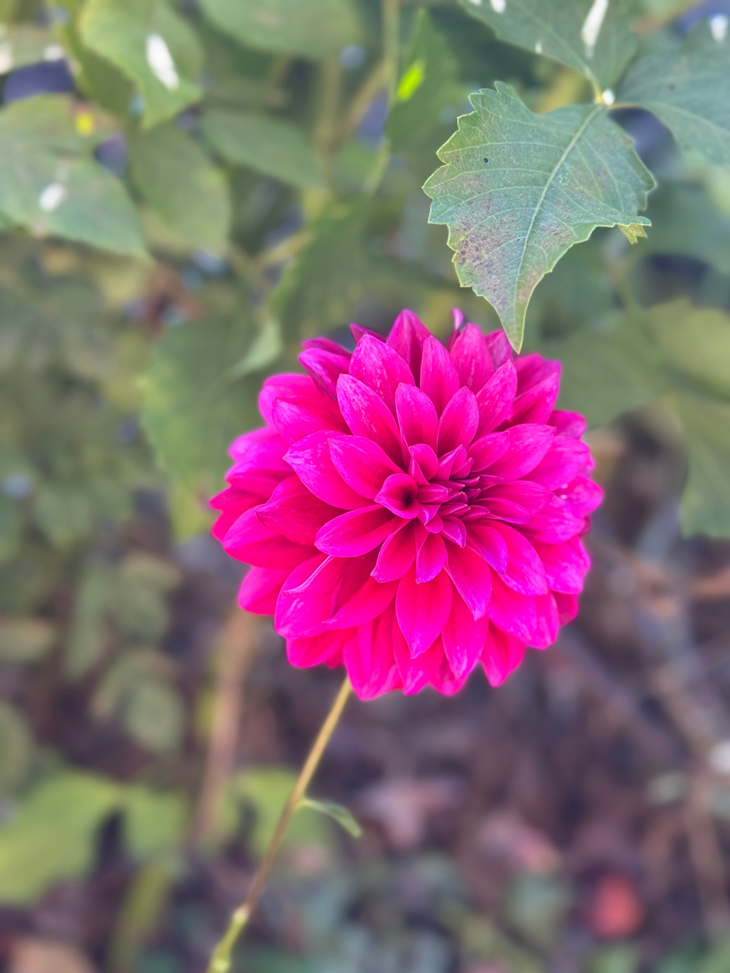 Hello Dahlia