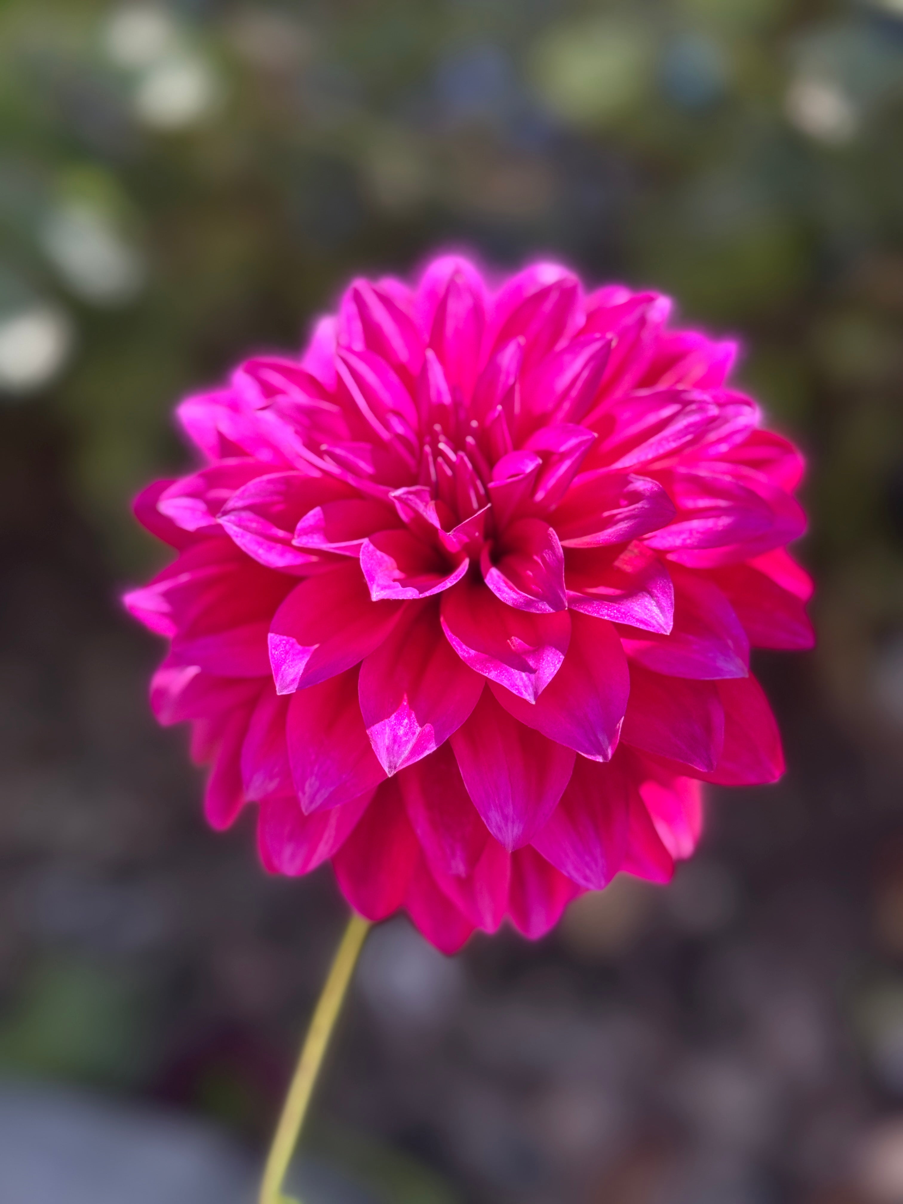 Hello Dahlia