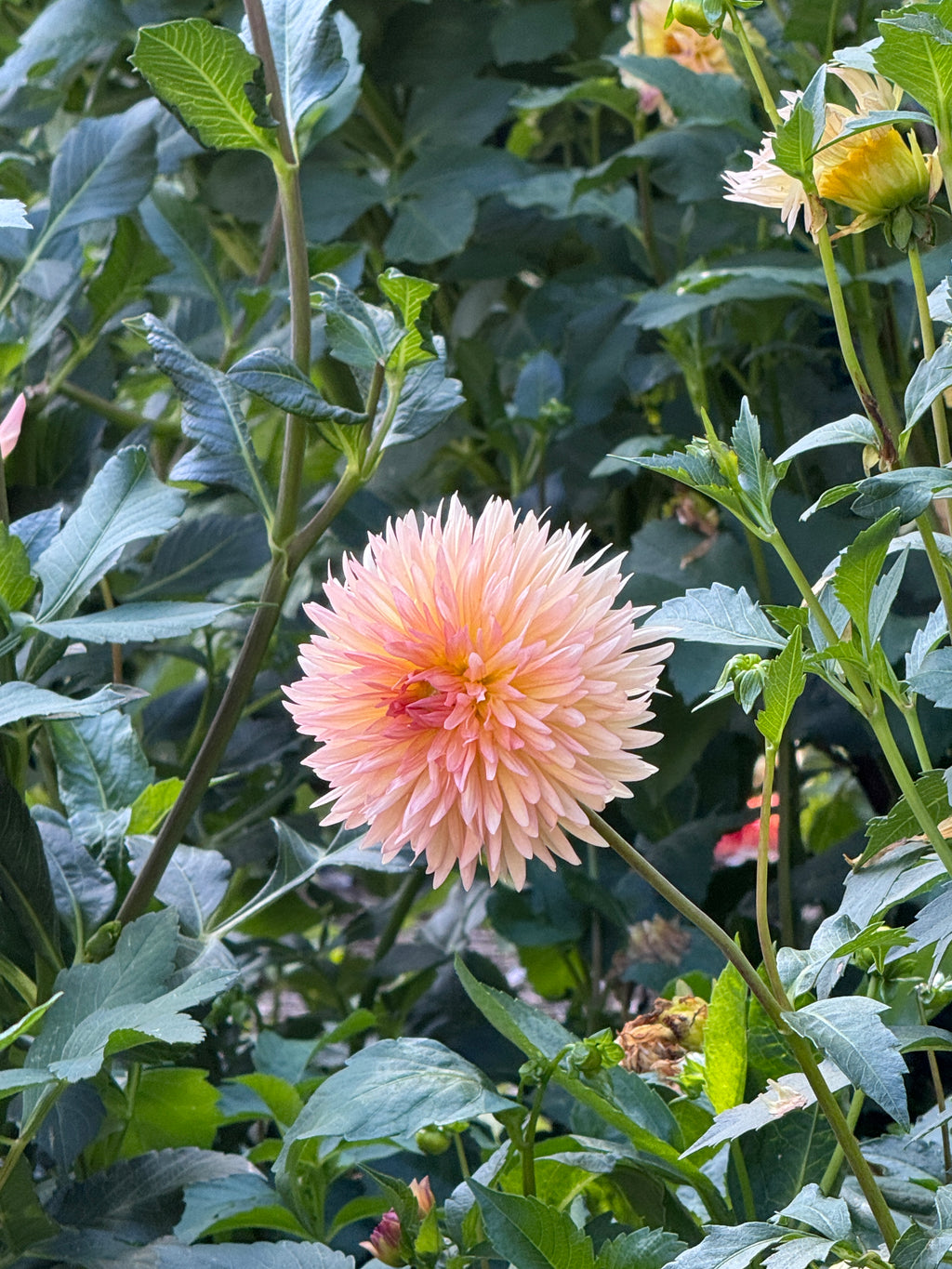 Lakeview Peach Fuzz