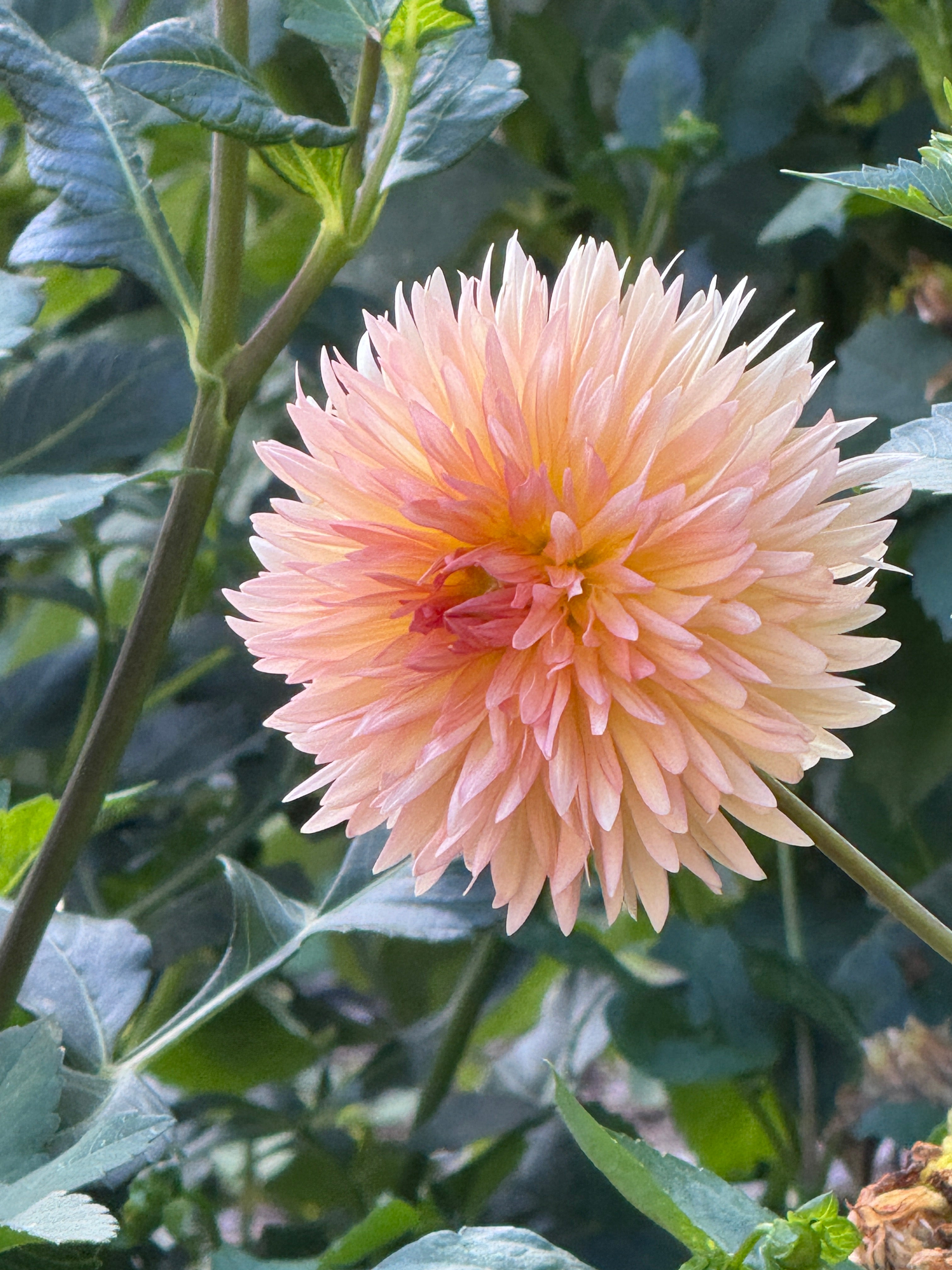 Lakeview Peach Fuzz