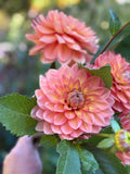 Nicholas dahlia flowers in a handheld bunch with foliage and a blurred green background
