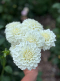 A close up of a handful of white Salish snowy dahlia flowers with a blurred background of the garden. 