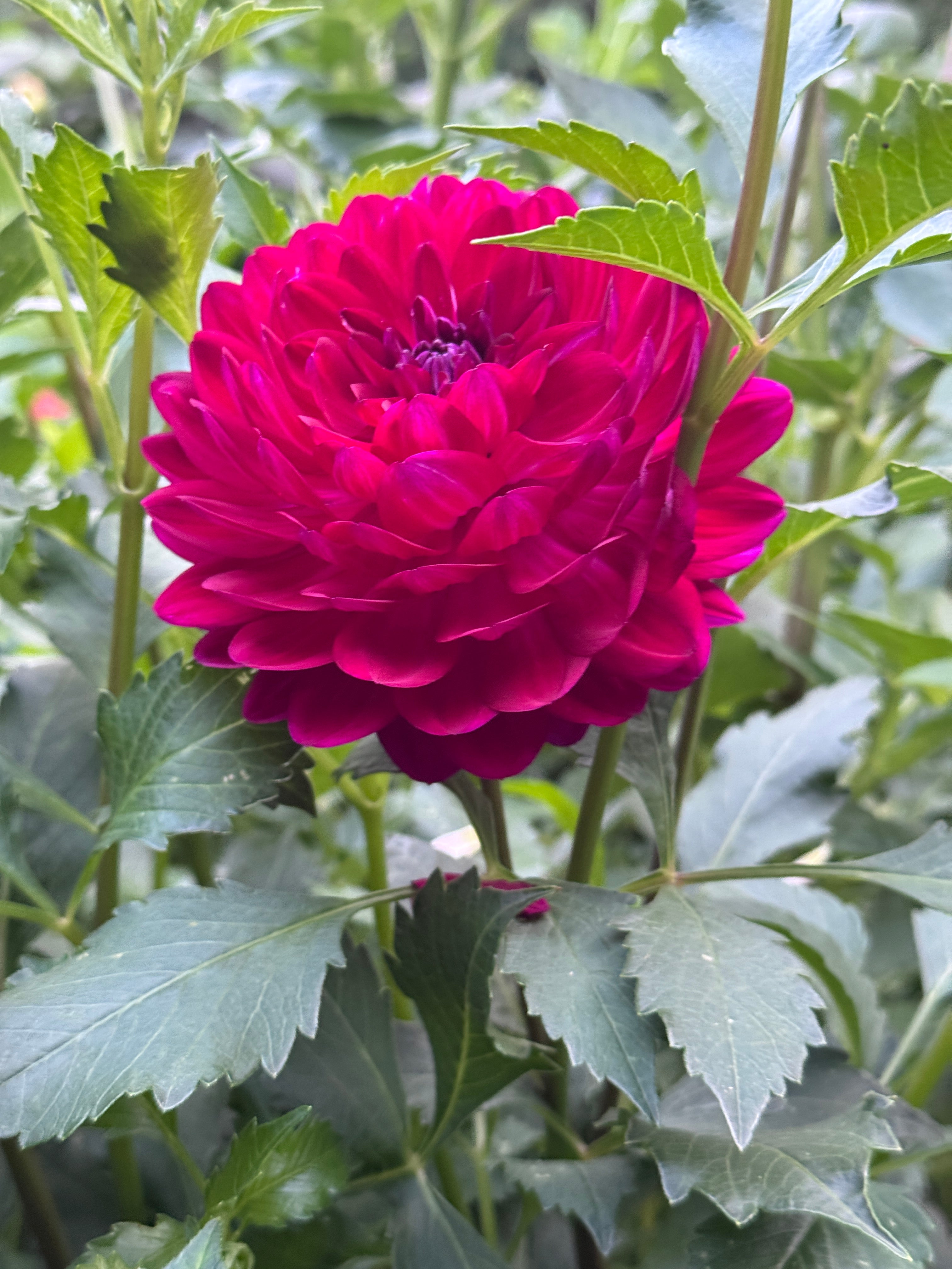 Sandia Bertha