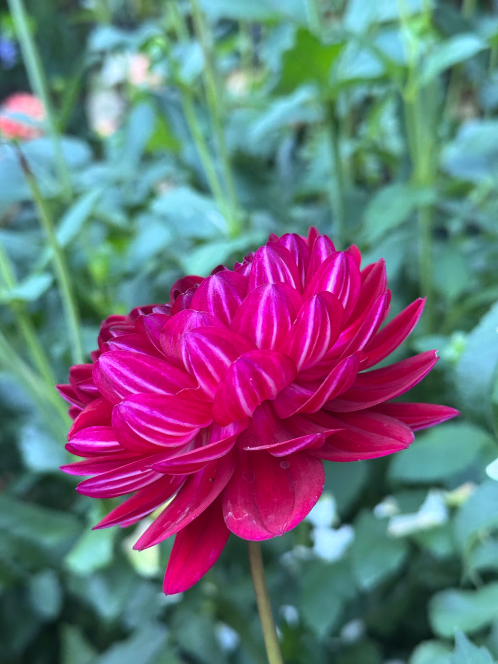 Sandia Bertha