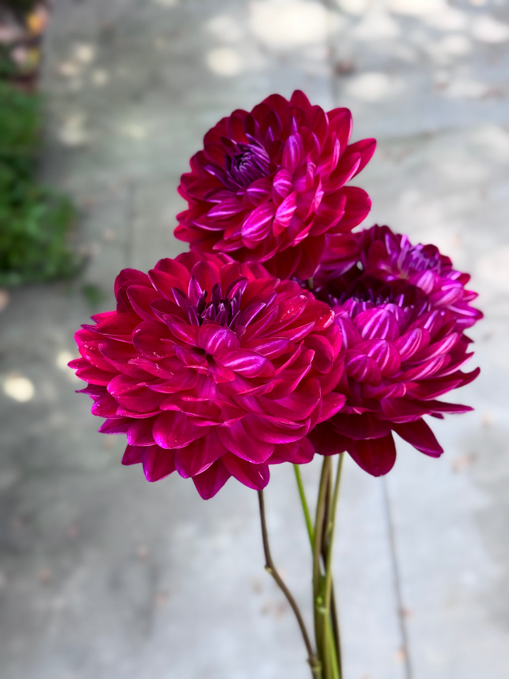 Sandia Bertha