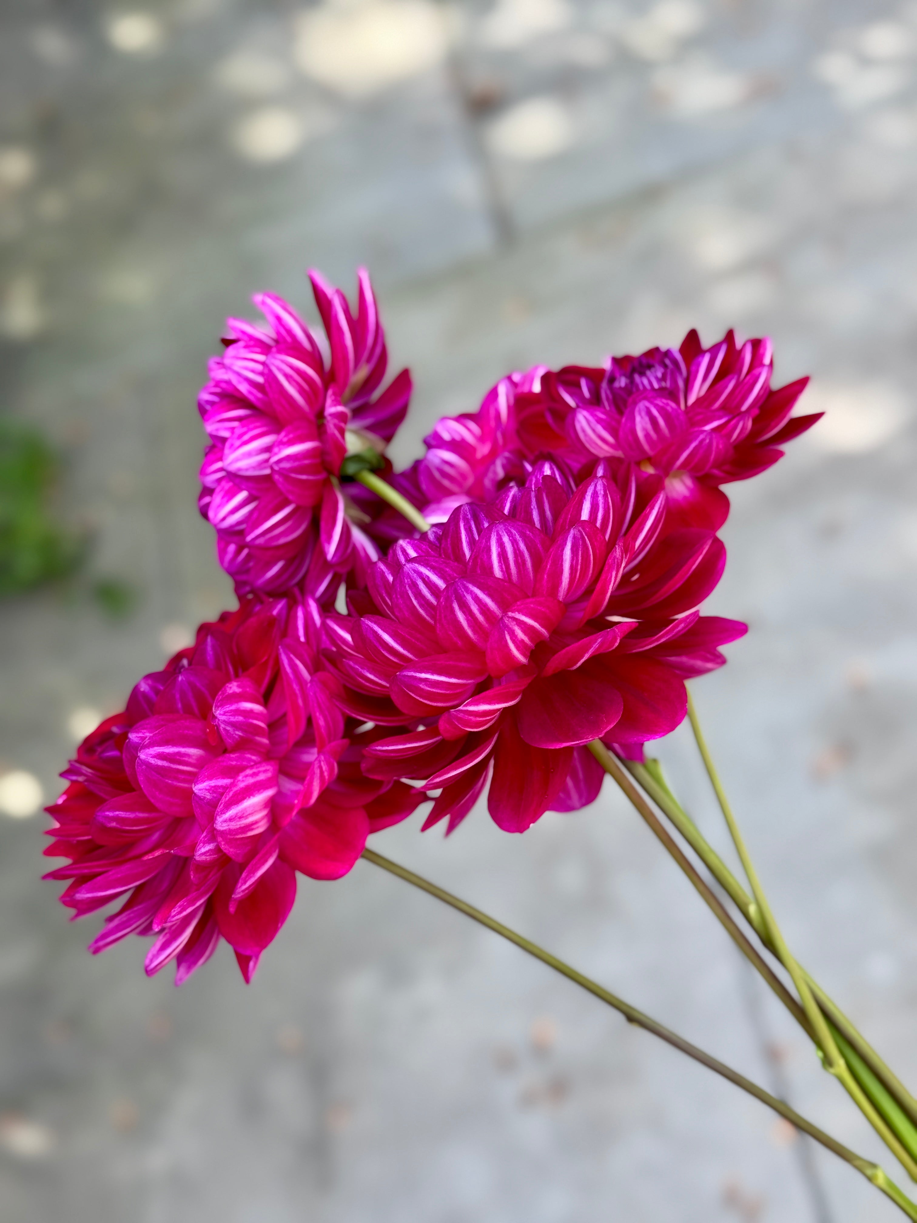 Sandia Bertha