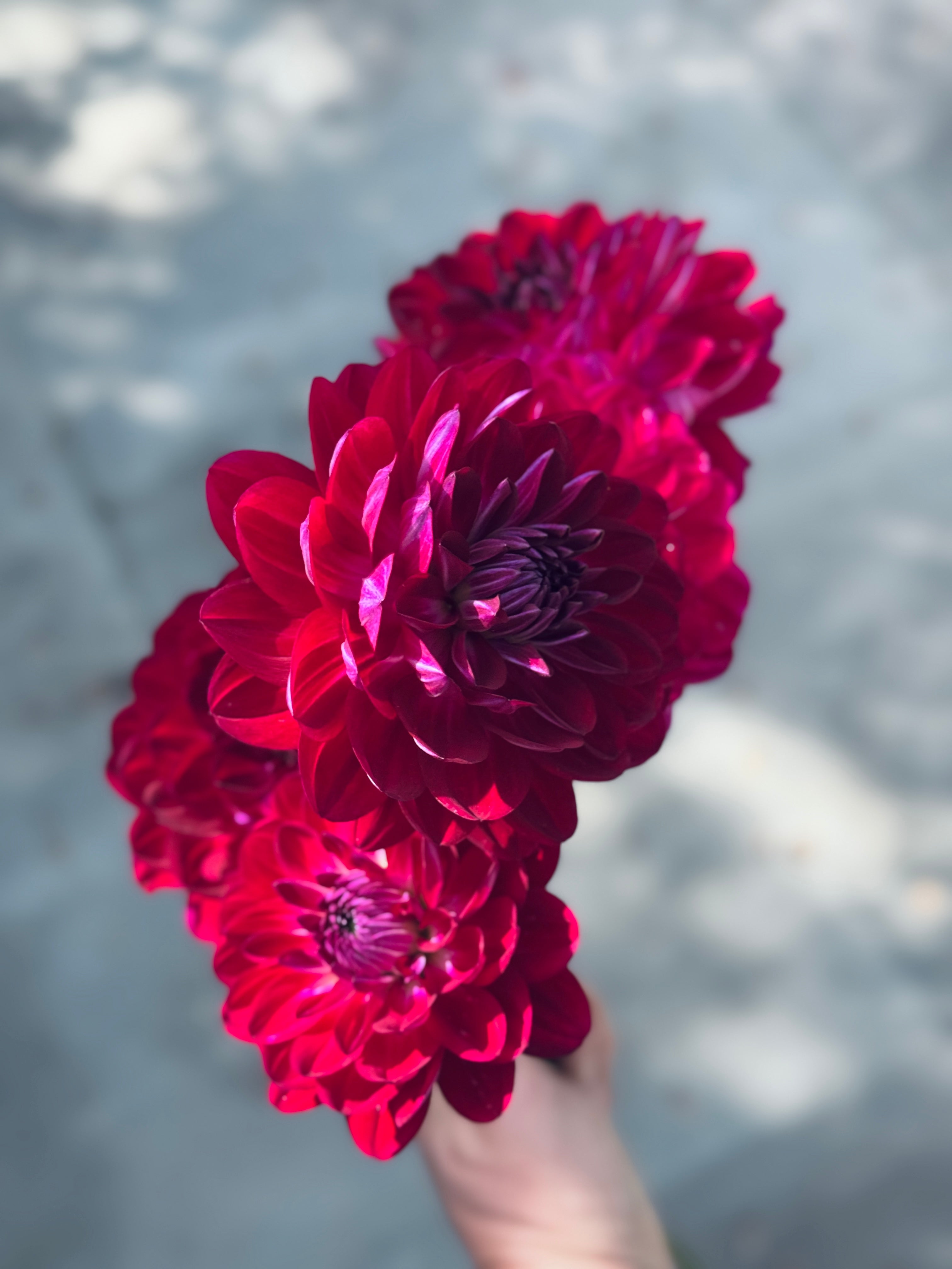 Sandia Bertha