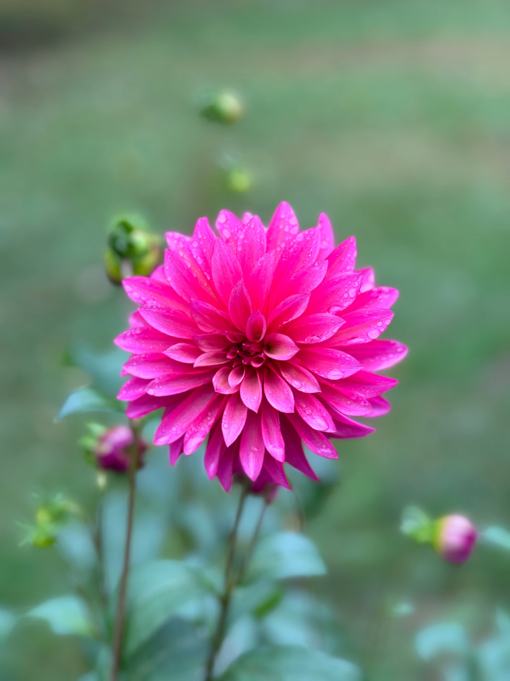 Stillwater Becky dahlia flower on the plant