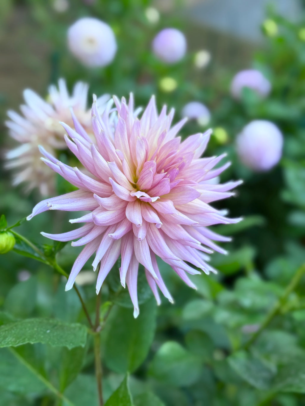 Wynn's Mauve Mist