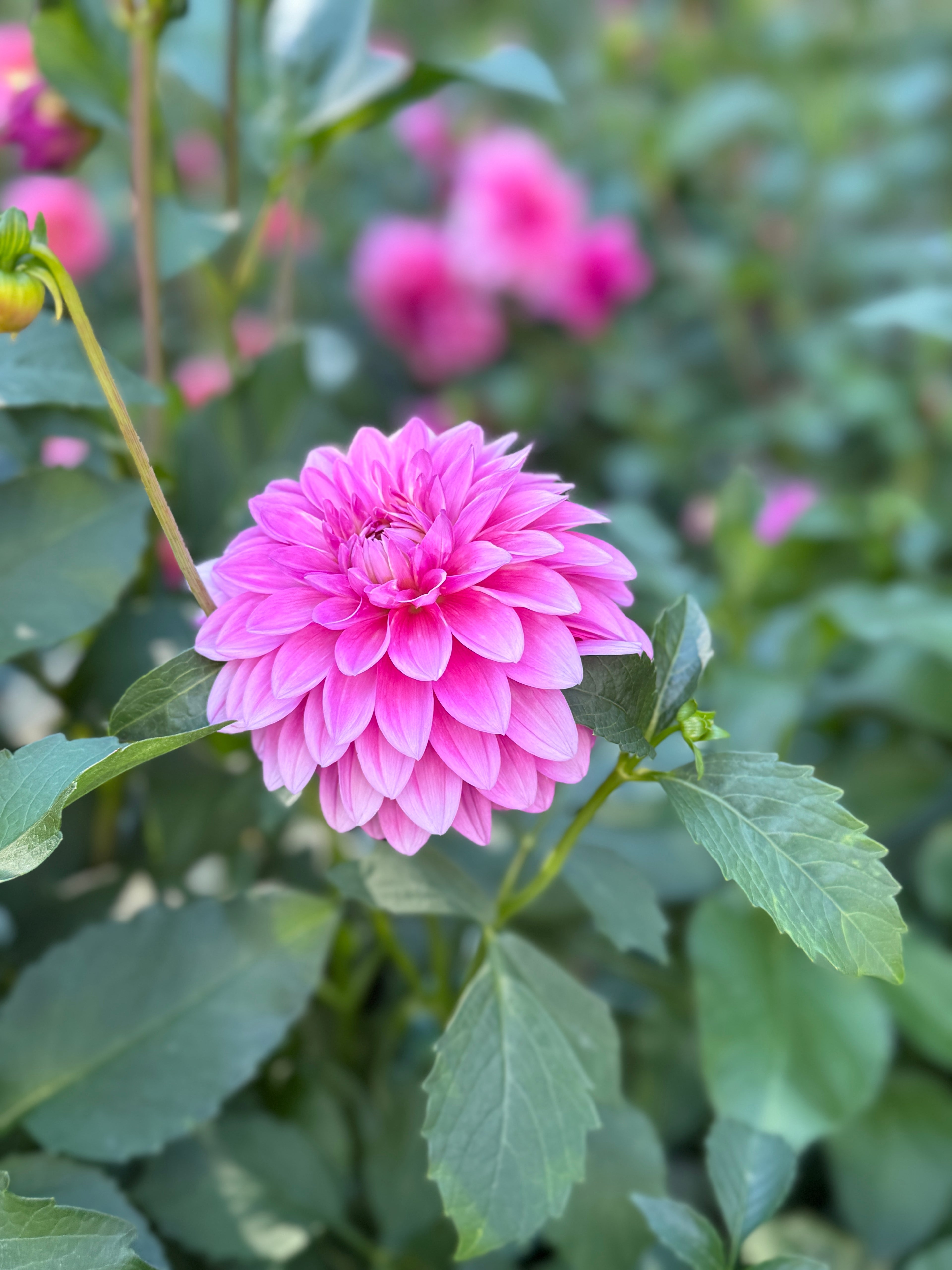 Bargaly Blush