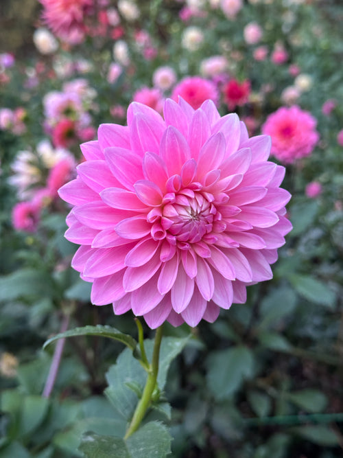 Bargaly Blush
