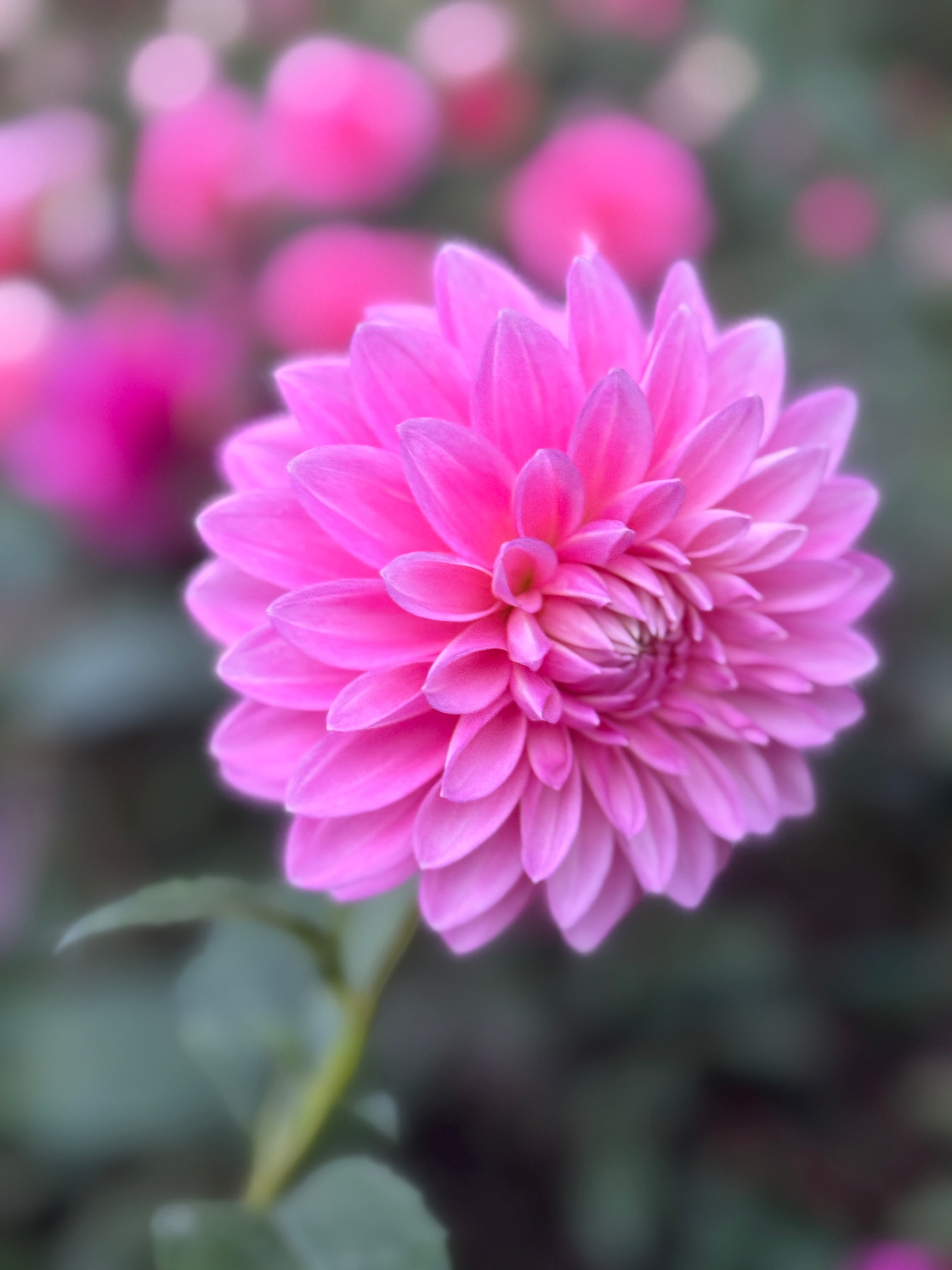 Bargaly Blush