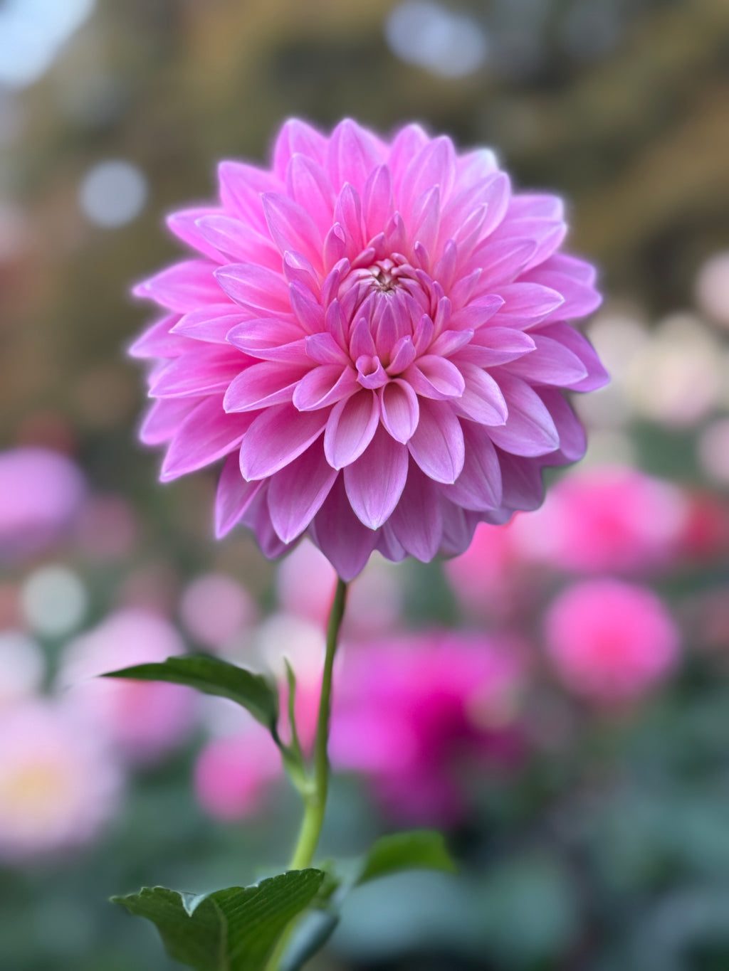 Bargaly Blush