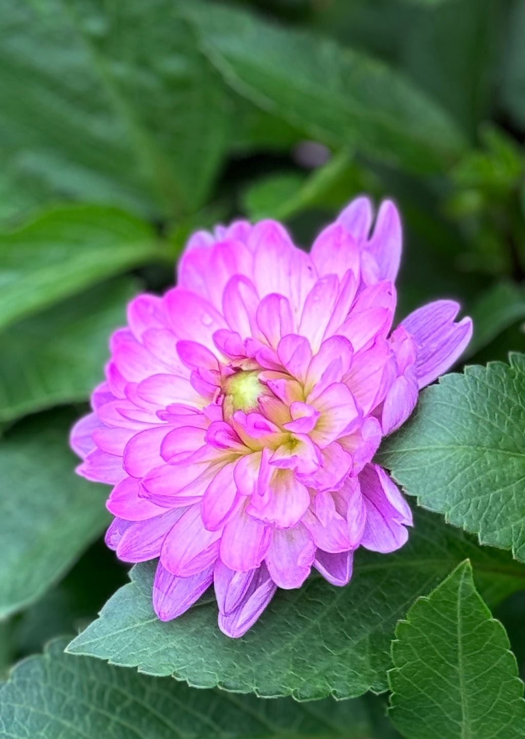 Little Blessings
