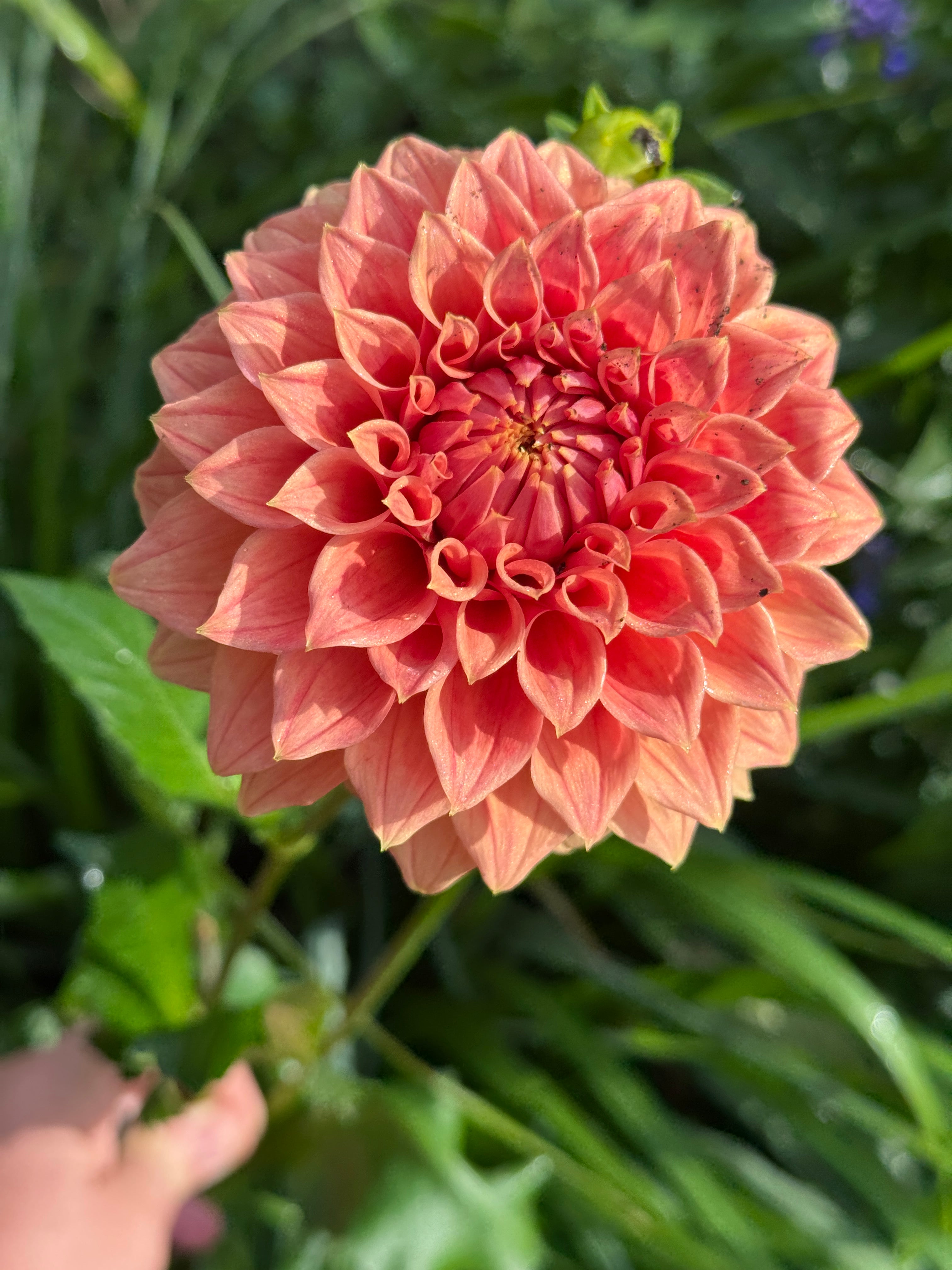 Orange King