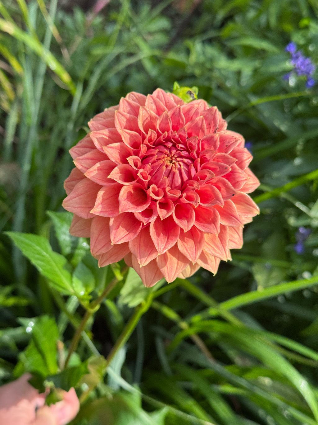Orange King