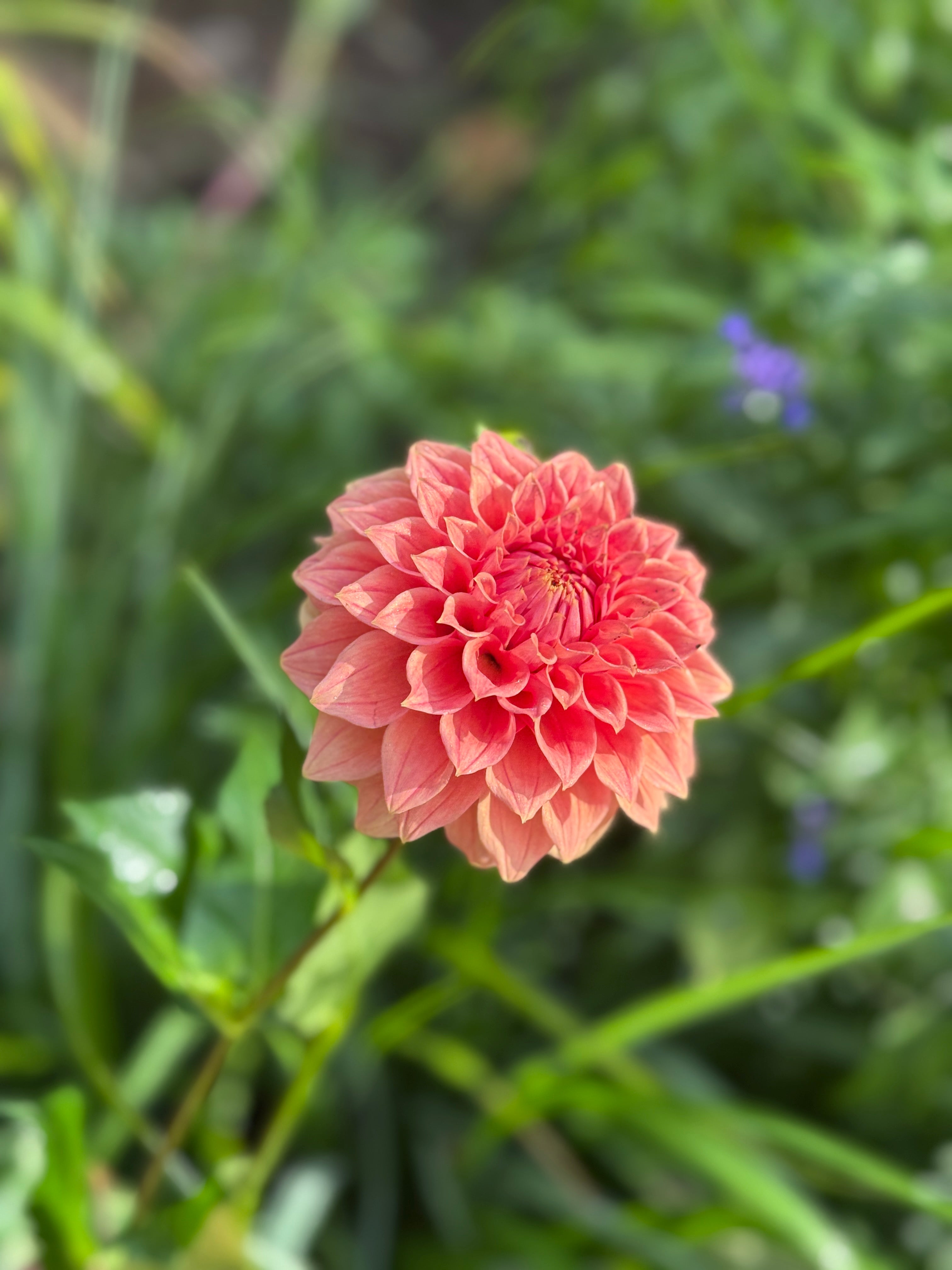 Orange King