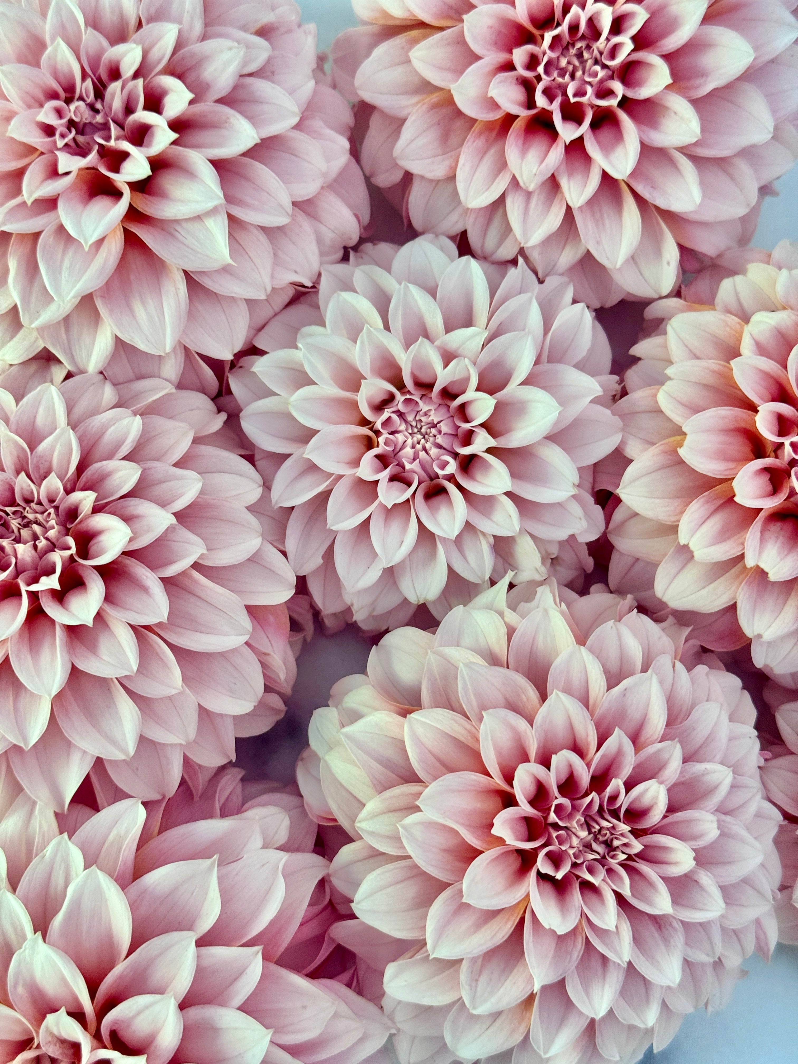 Peaches N Cream