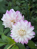 Pink Petticoat