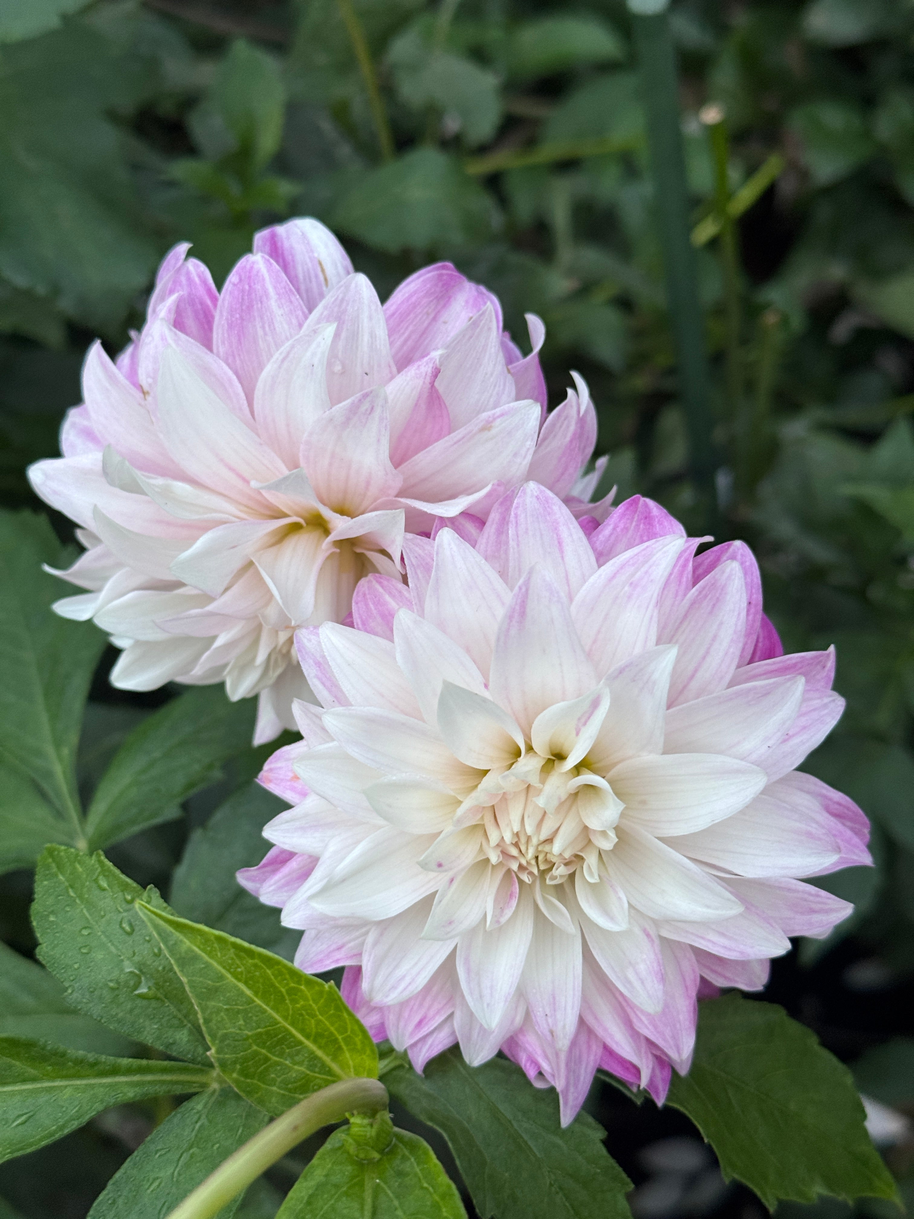 Pink Petticoat