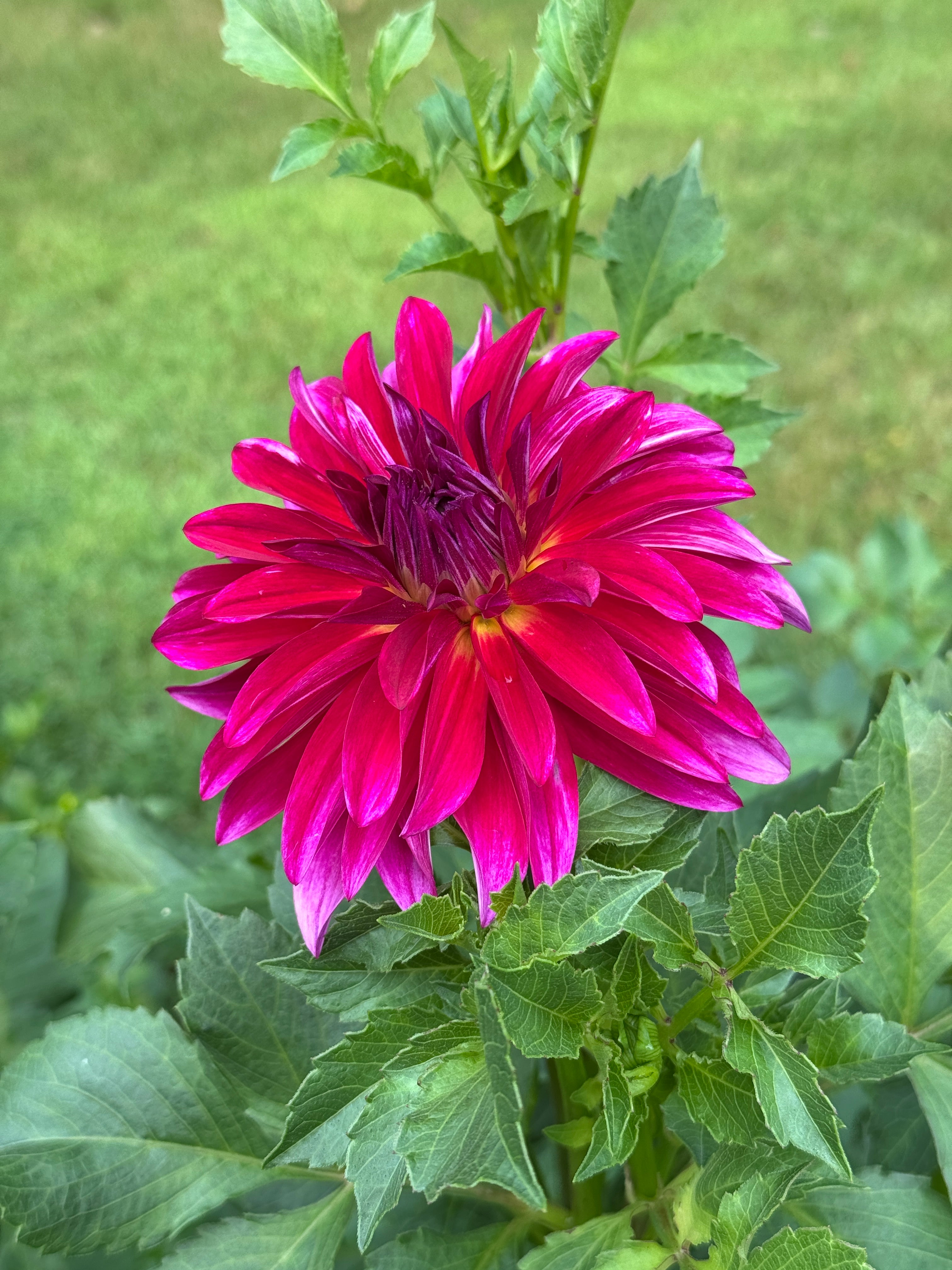 Raspberry Punch