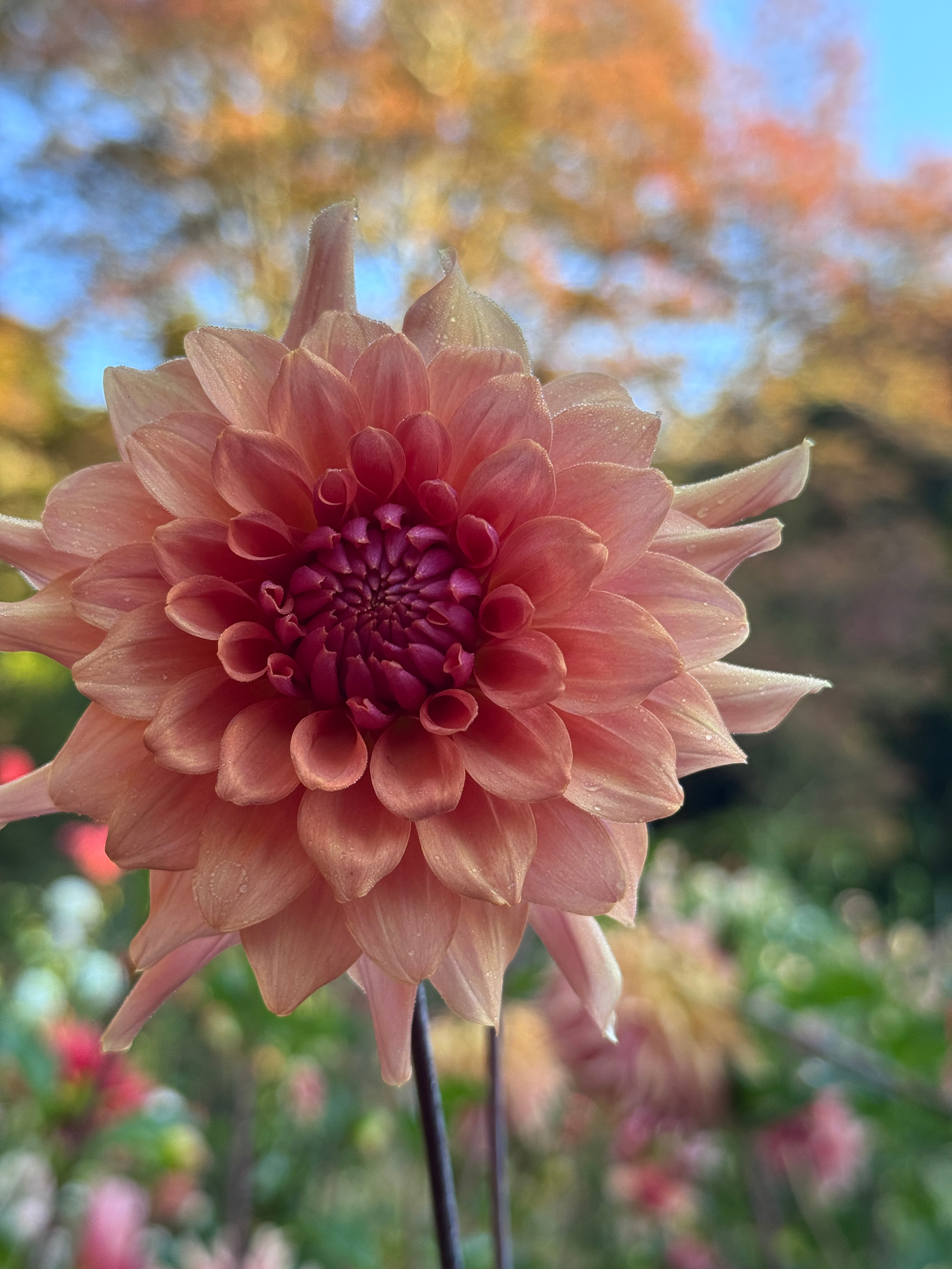 Terracotta