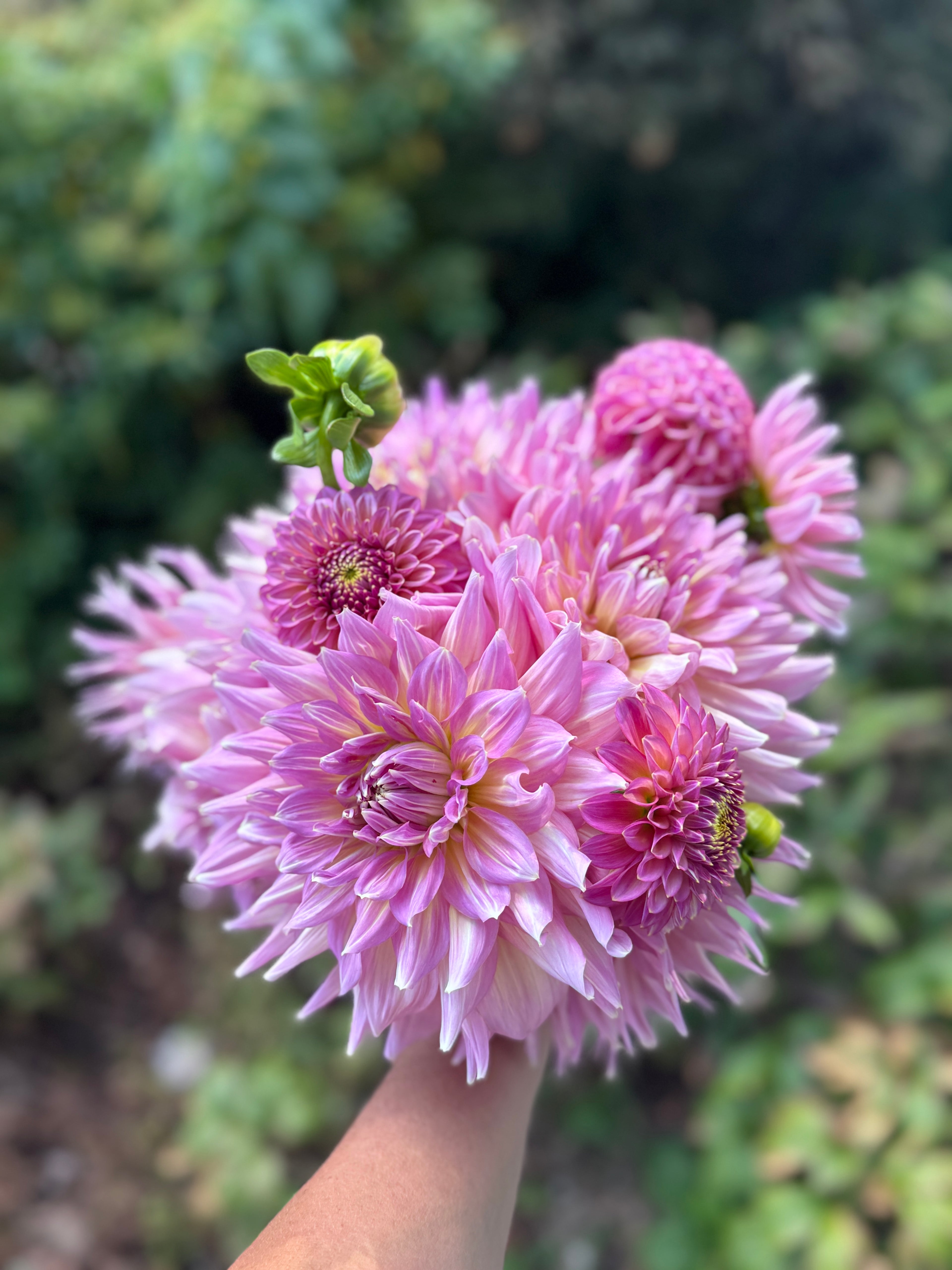 Wynn's Mauve Mist